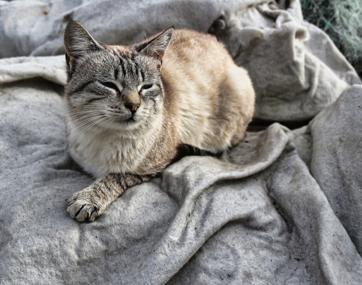 Mujer lleva a su gato mayor al veterinario, sorprendida por lo que muestra el análisis de sangre