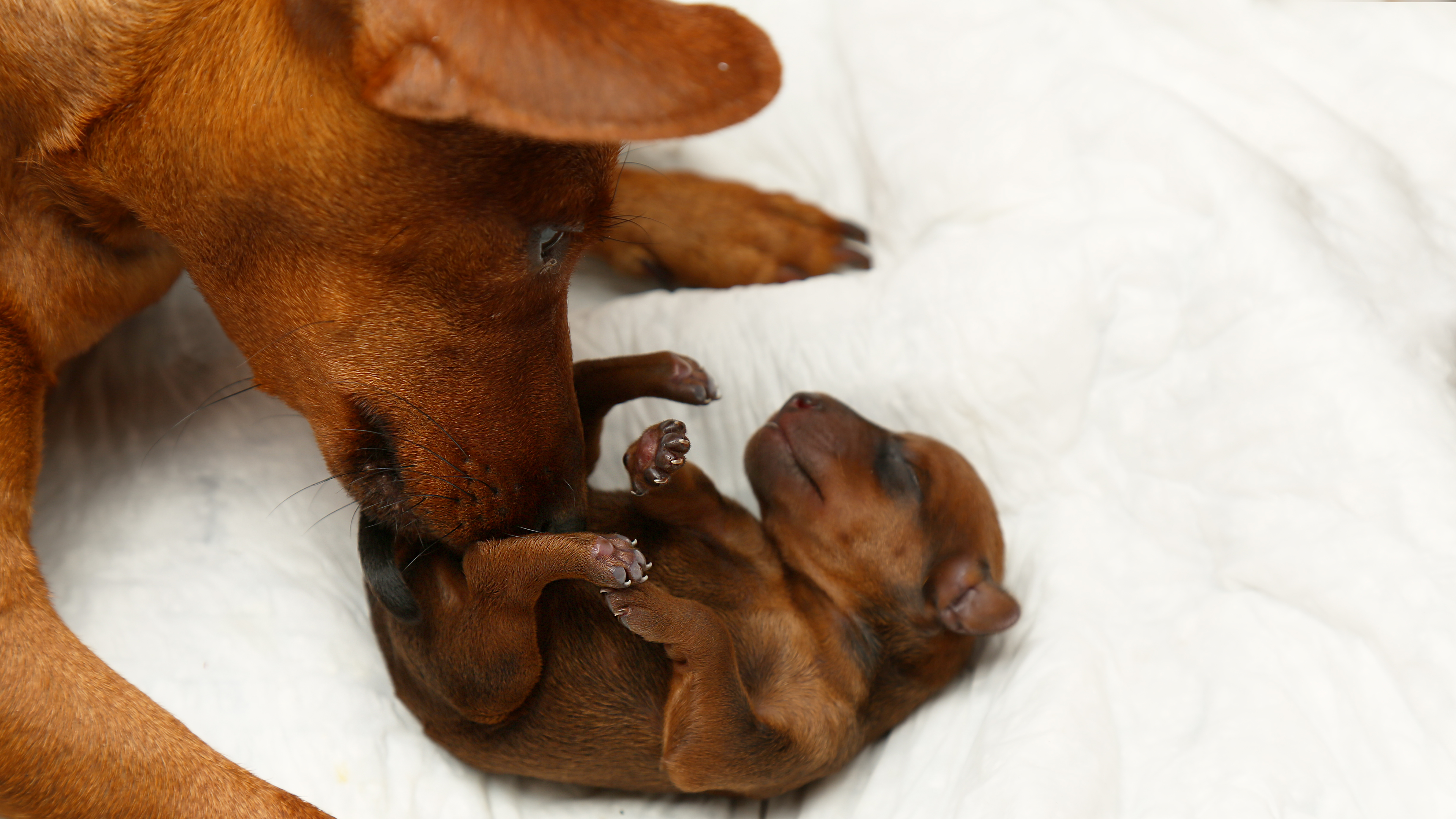 Pregnant Dachshund Being Cared For by Dad-To-Be Melts Hearts