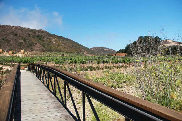 A stock image of the view from a bridge on a vineyard in the Valle de Guadalupe.