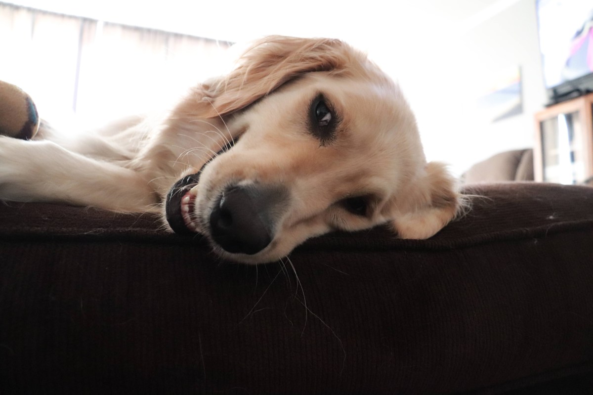 Owner adopts cream golden retriever, then has shock realization about DNA
