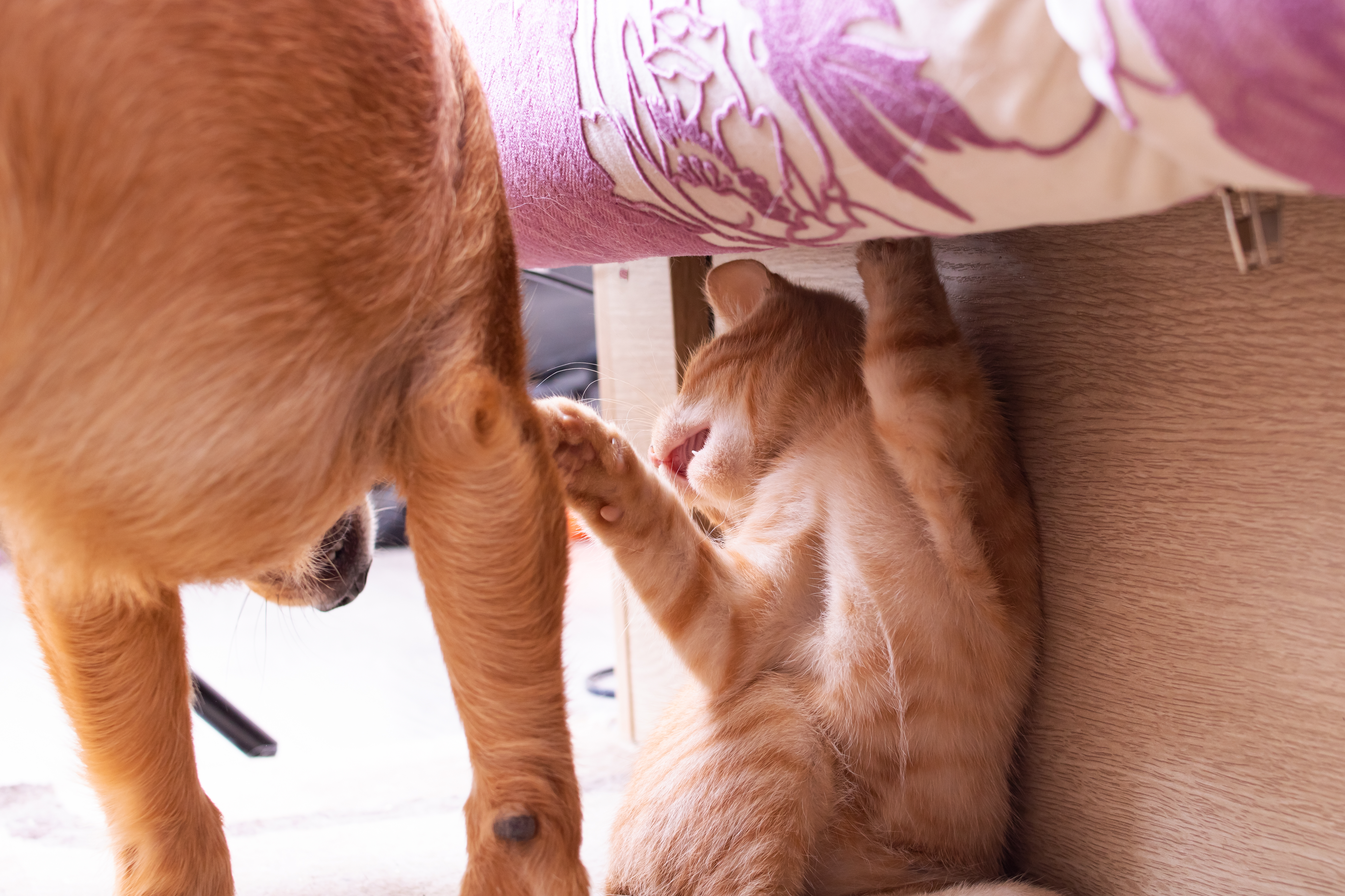 Owner Gets Golden Retriever Puppy, Cat Hasn’t Had a ‘Minute of Peace’ Since