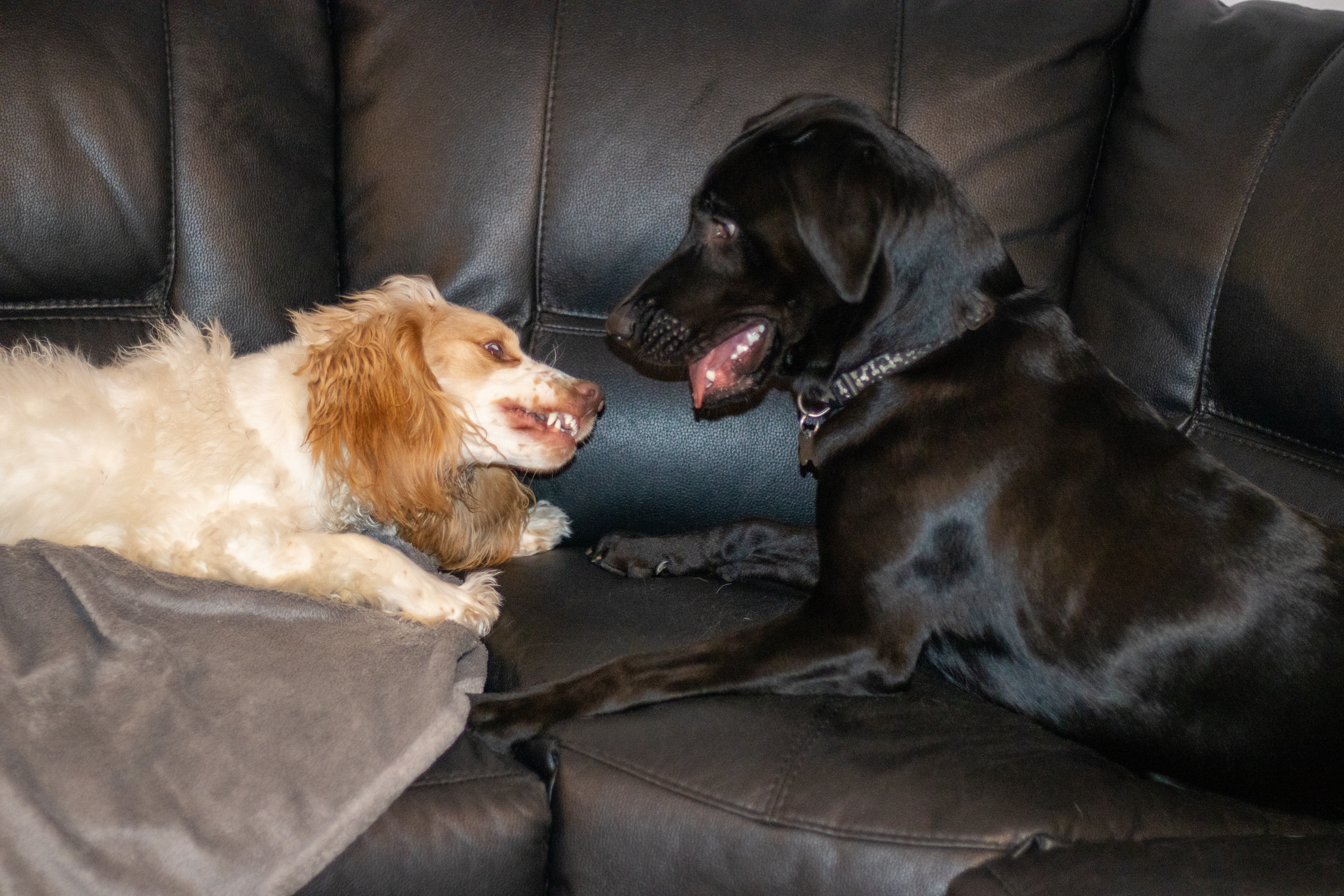 Labrador Sees Other Dogs Play Fighting, Hysterics Over What Owner Realizes
