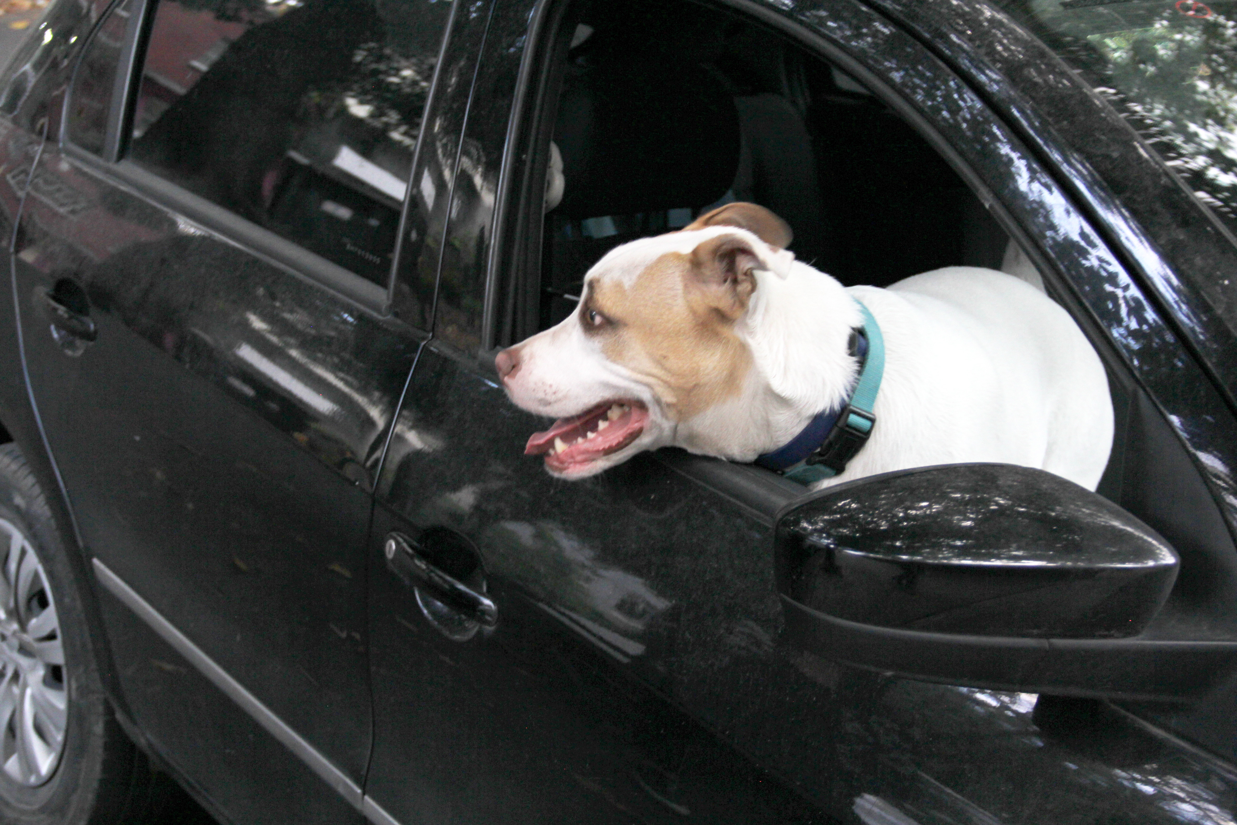Dog Gets Head Caught in Owner’s Car Window, What Happens Next Melts Hearts