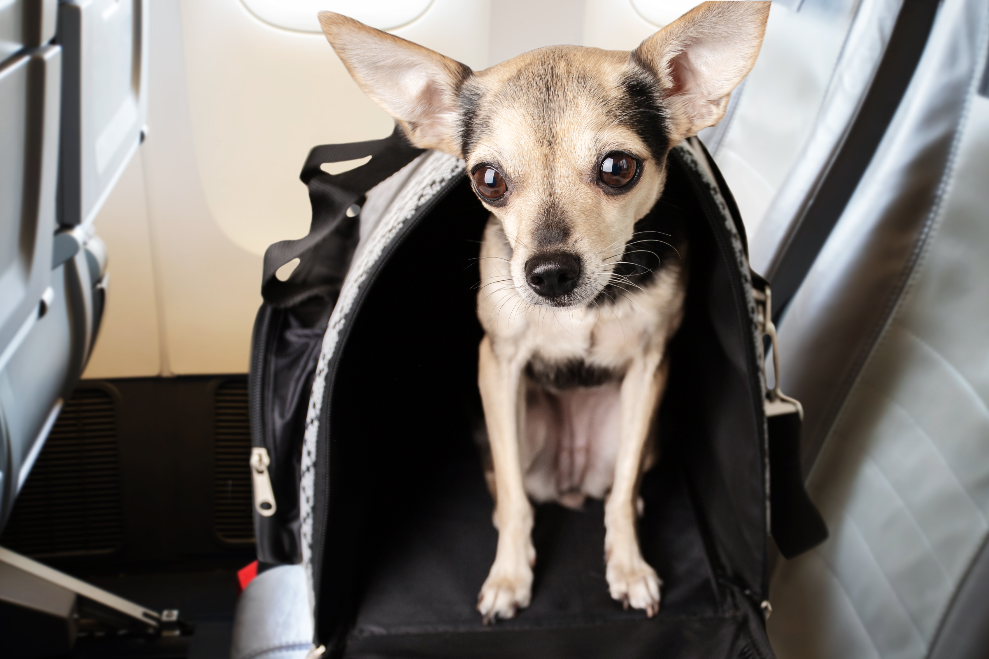 Owner Worries About Flight With 10-Week-Old Puppy, Unprepared for Reality