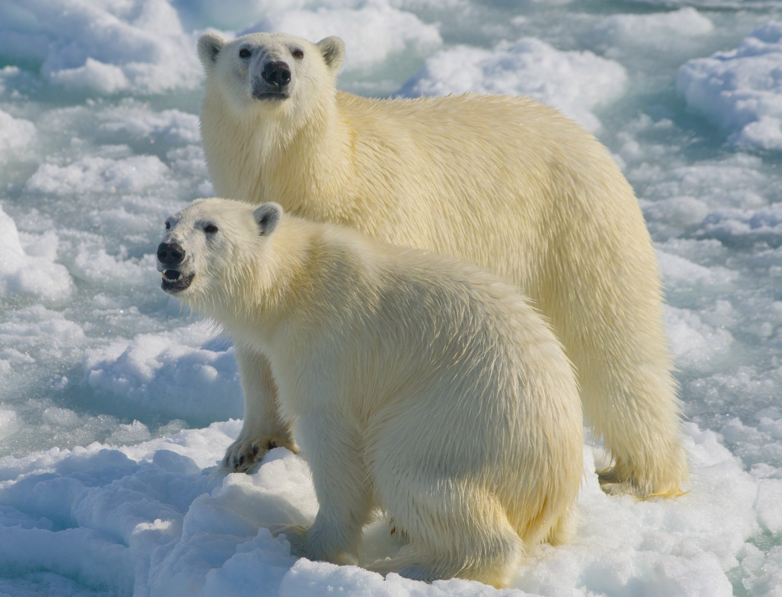 A female polar bear and cub venture close to a visiting boat on June 6, 2012, in Vaigattfjellet, North Spitsbergen, Norway. 
