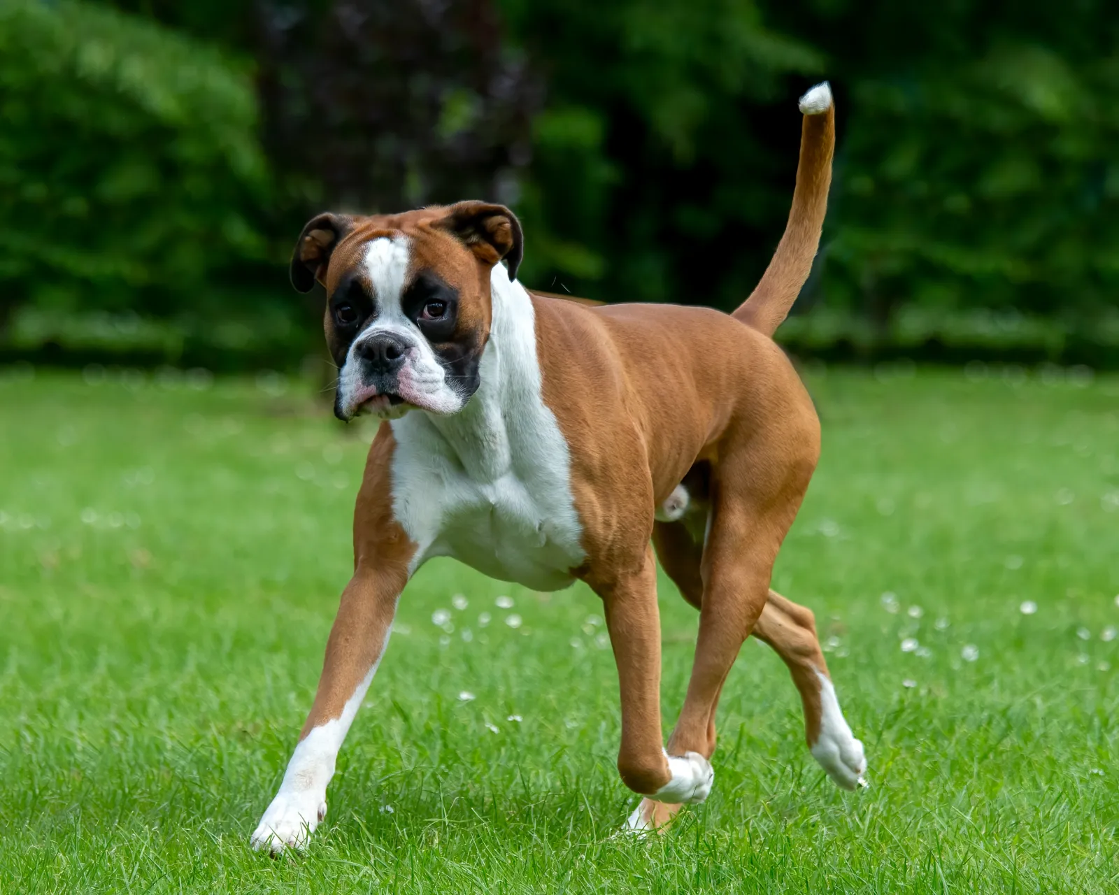 Clever Boxer Outsmarts Owner in Hilarious TikTok Moment
