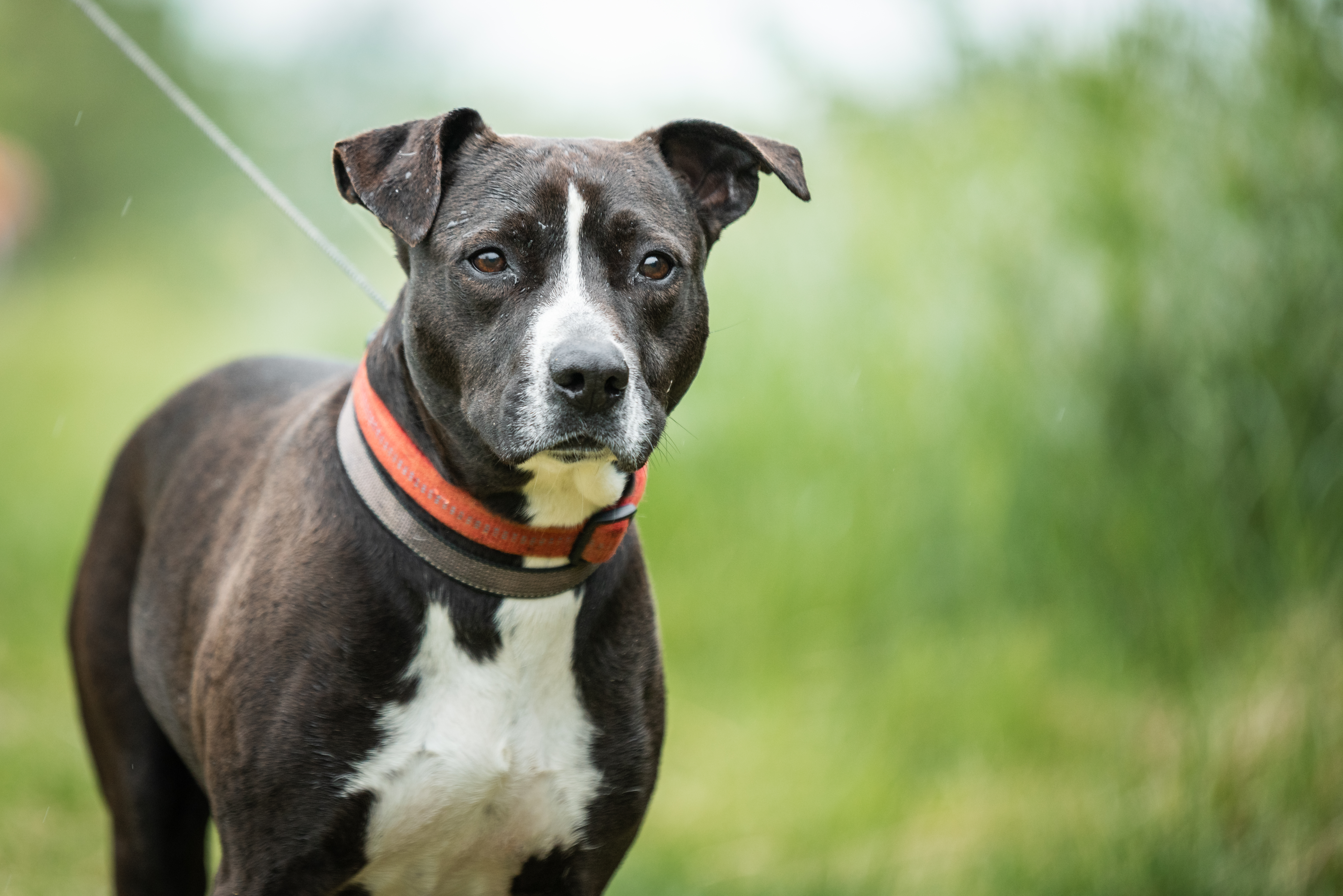 Rescue Dog Settles Into New Home, Then Owner Makes ‘Fascinating’ Discovery
