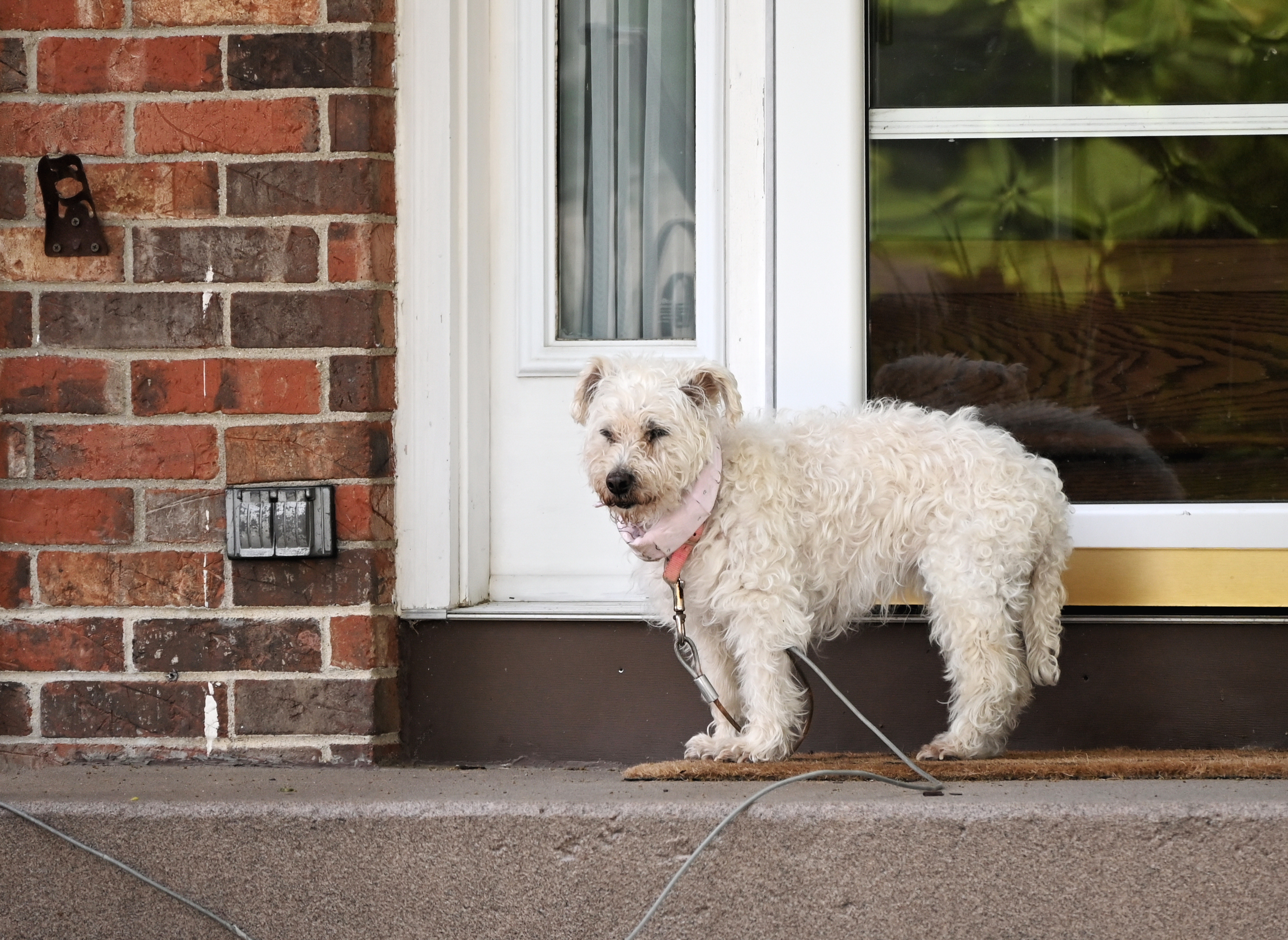 Dog’s 'Timeout' in Apartment Hallway Leaves Viewers in Stitches