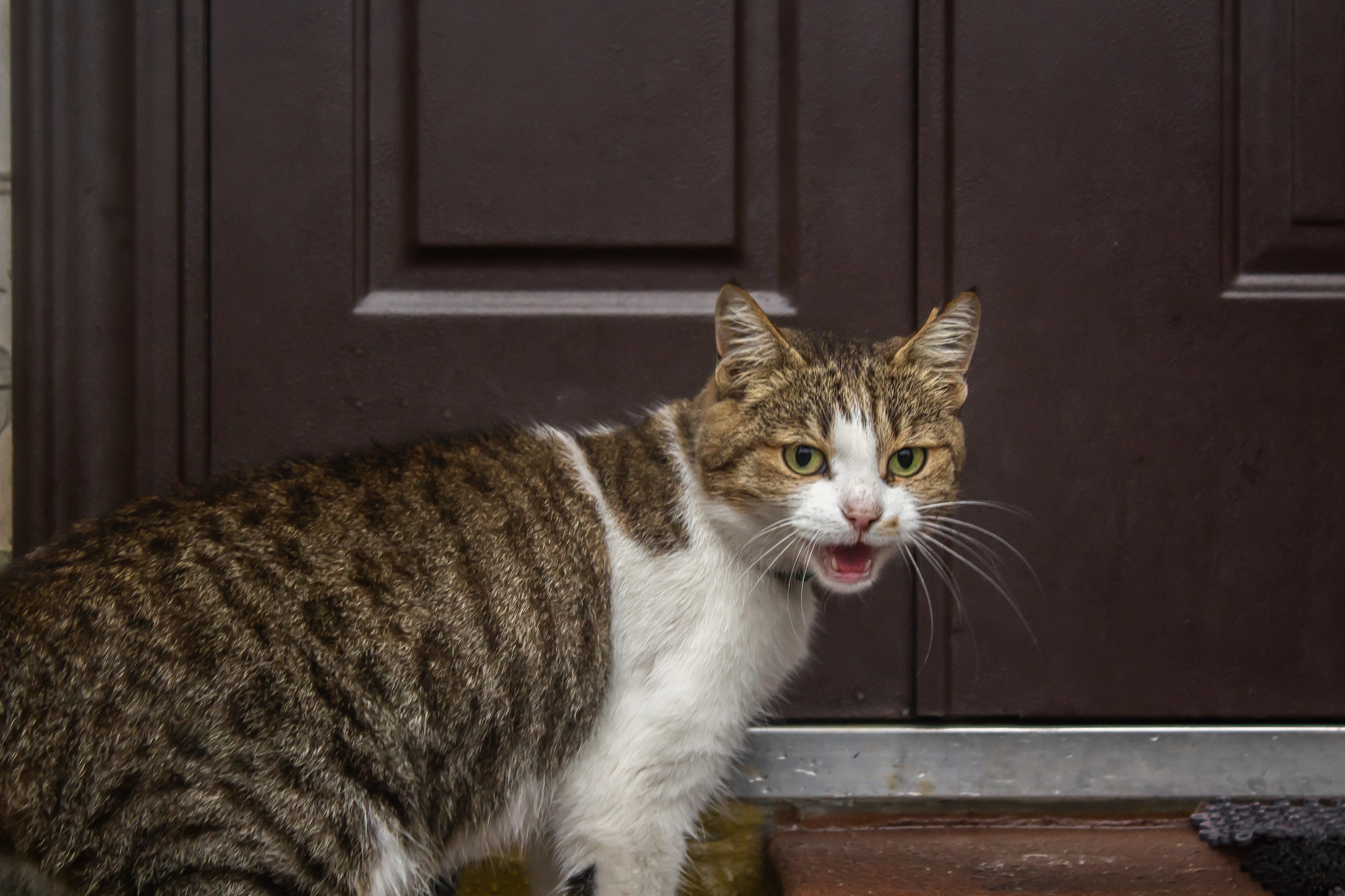 CCTV Captures Moment Indoor Cat Gets Stuck Outside, Tears Over Response