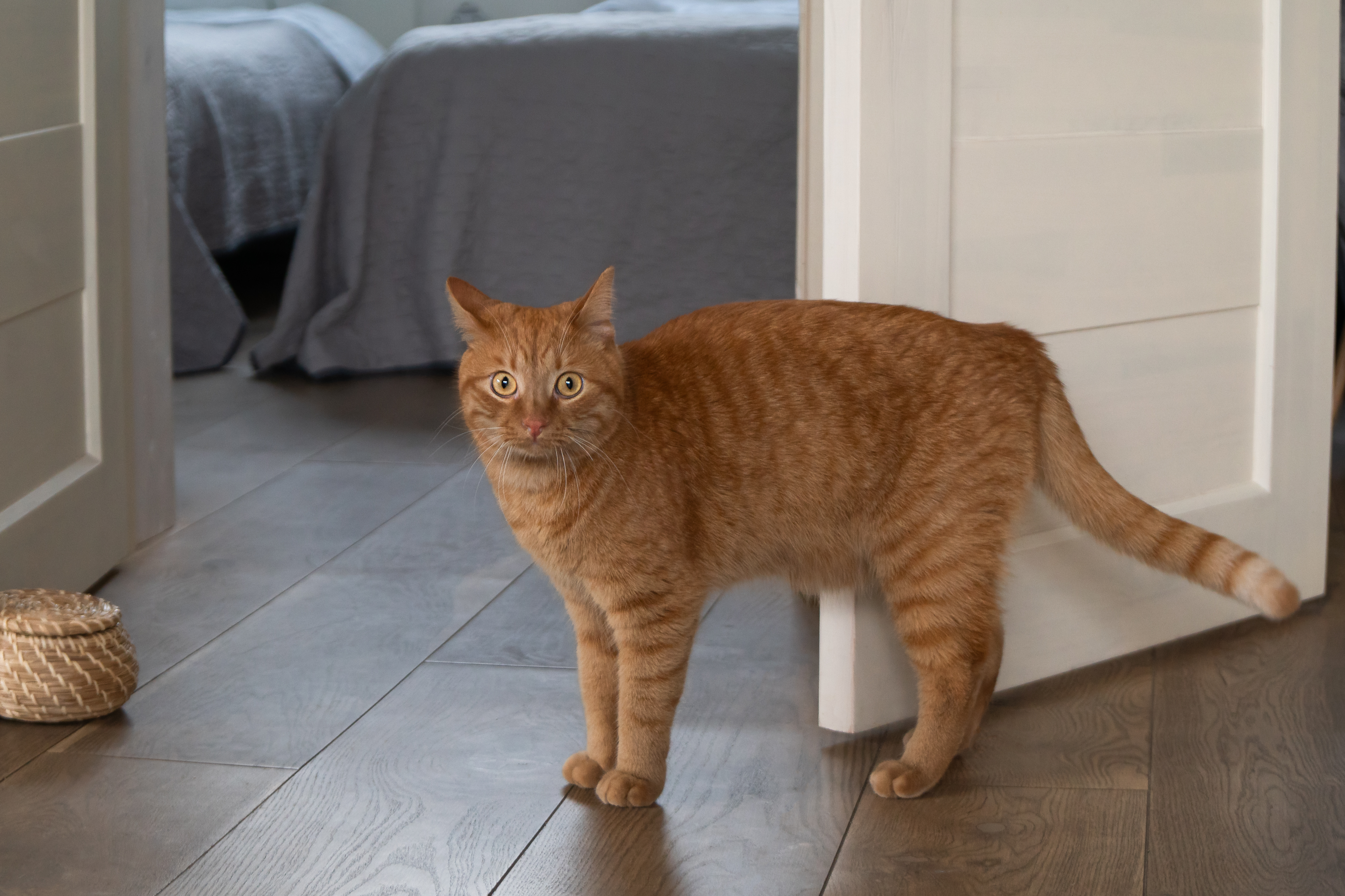 Cat Doesn’t Know Anyone Else Is in Room, Hearts Melt at ‘Adorable’ Reaction