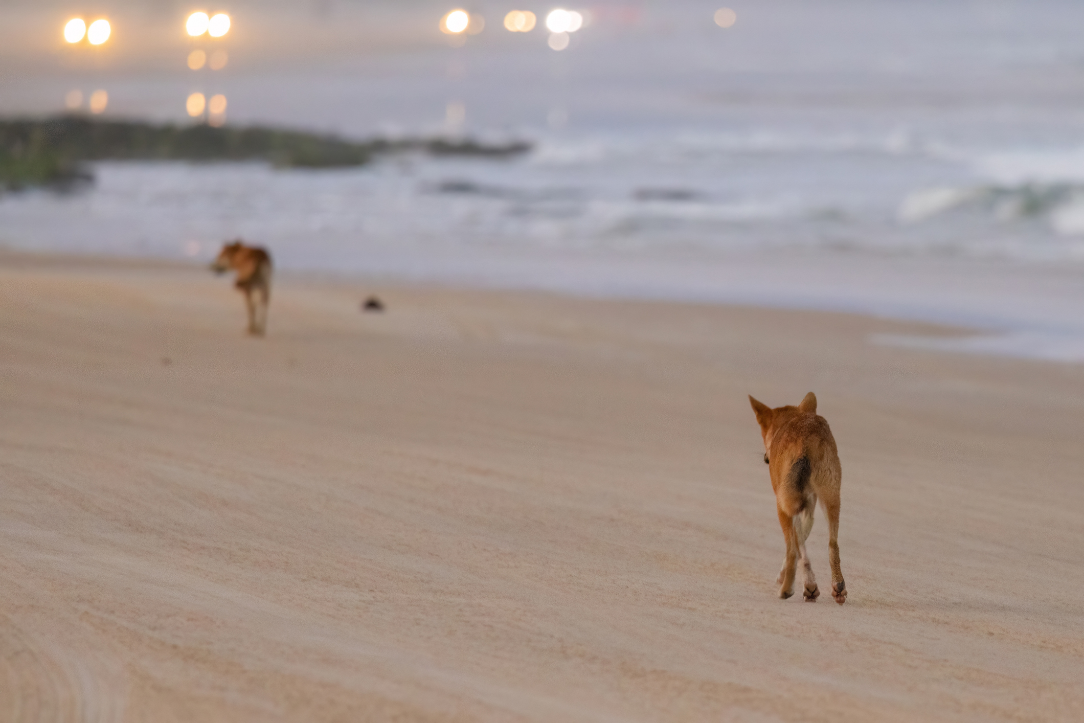 Dad's Heartbreaking Post After Teen Found Dead Surrounded by Wild Dogs