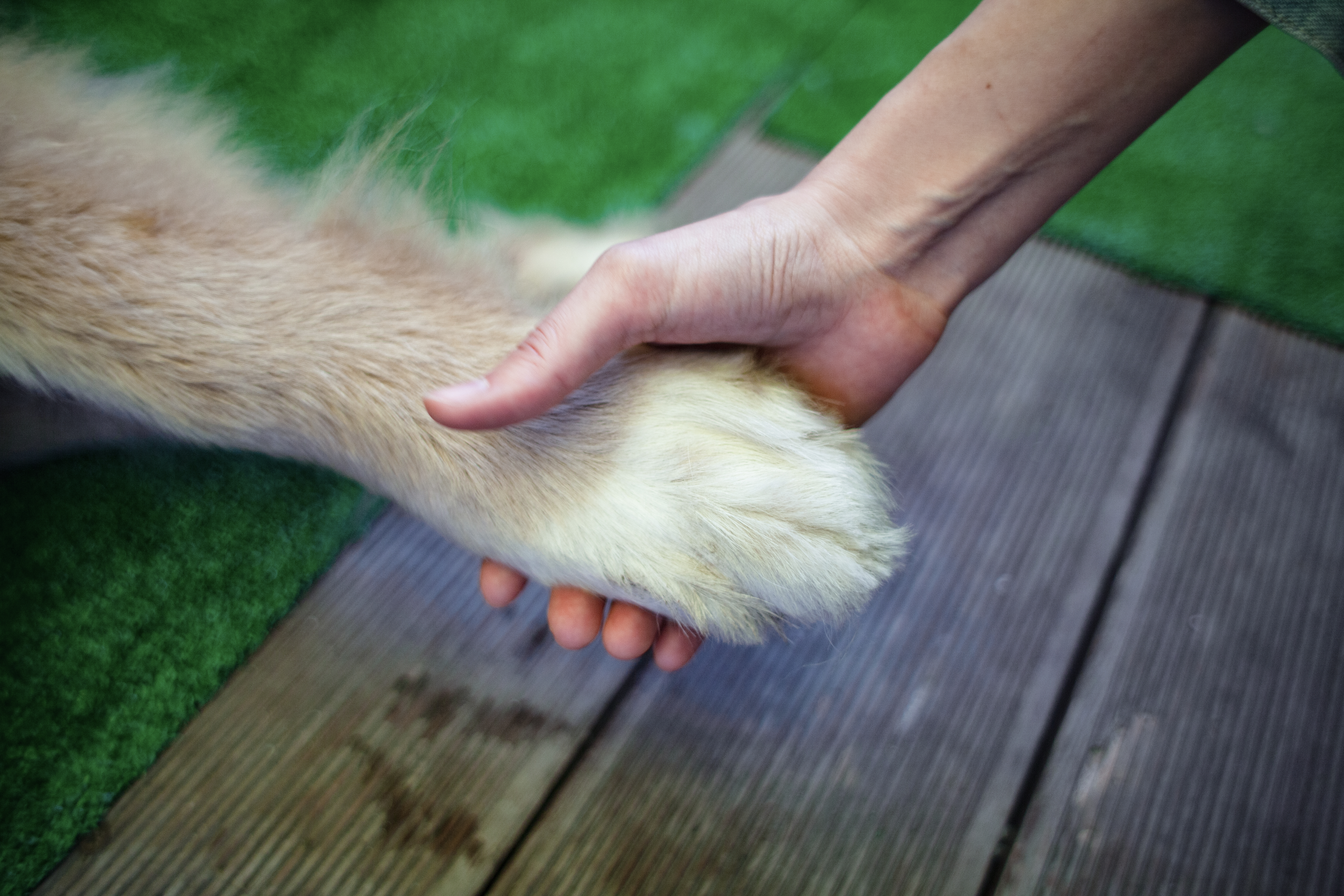 Woman Adopts Dog With ‘Jack Russell’ Face but Paws Tell a Different Story