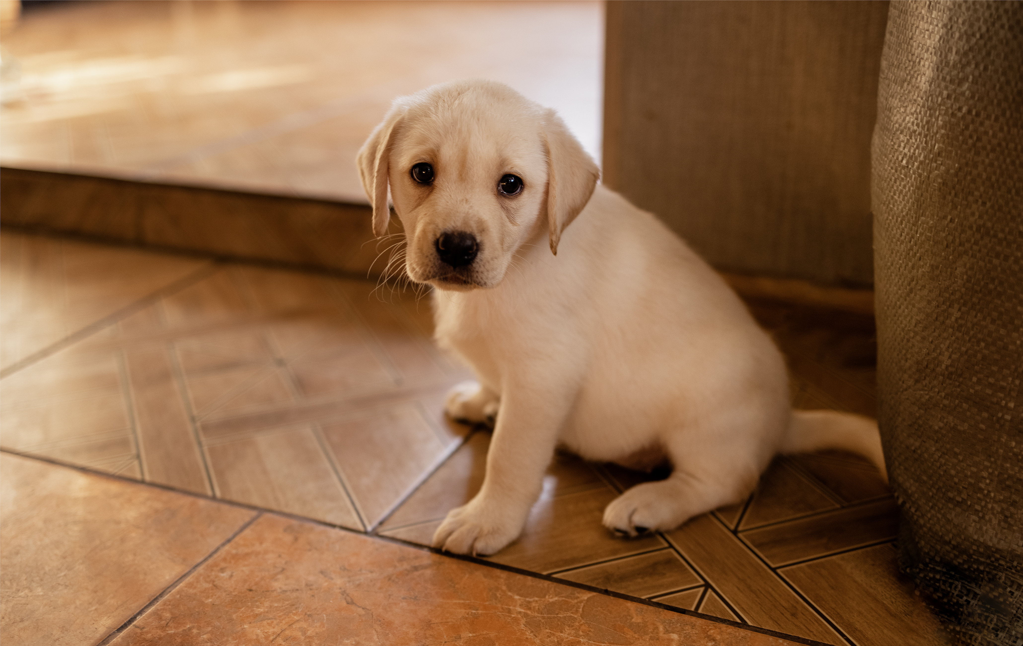 Golden Retriever Puppy Owners Forced To Put up ‘Blockades,' Delight at Why