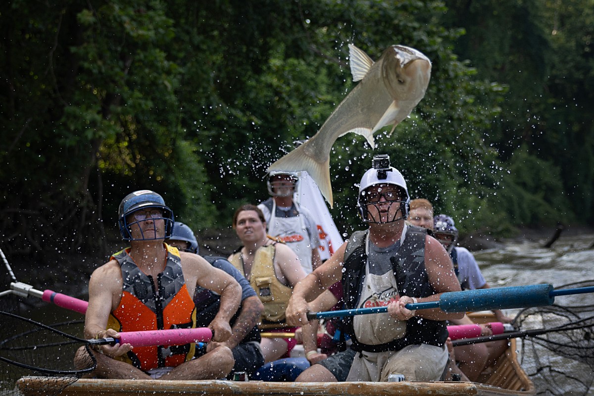 100.000 libras de peixes invasores retirados do rio Kansas