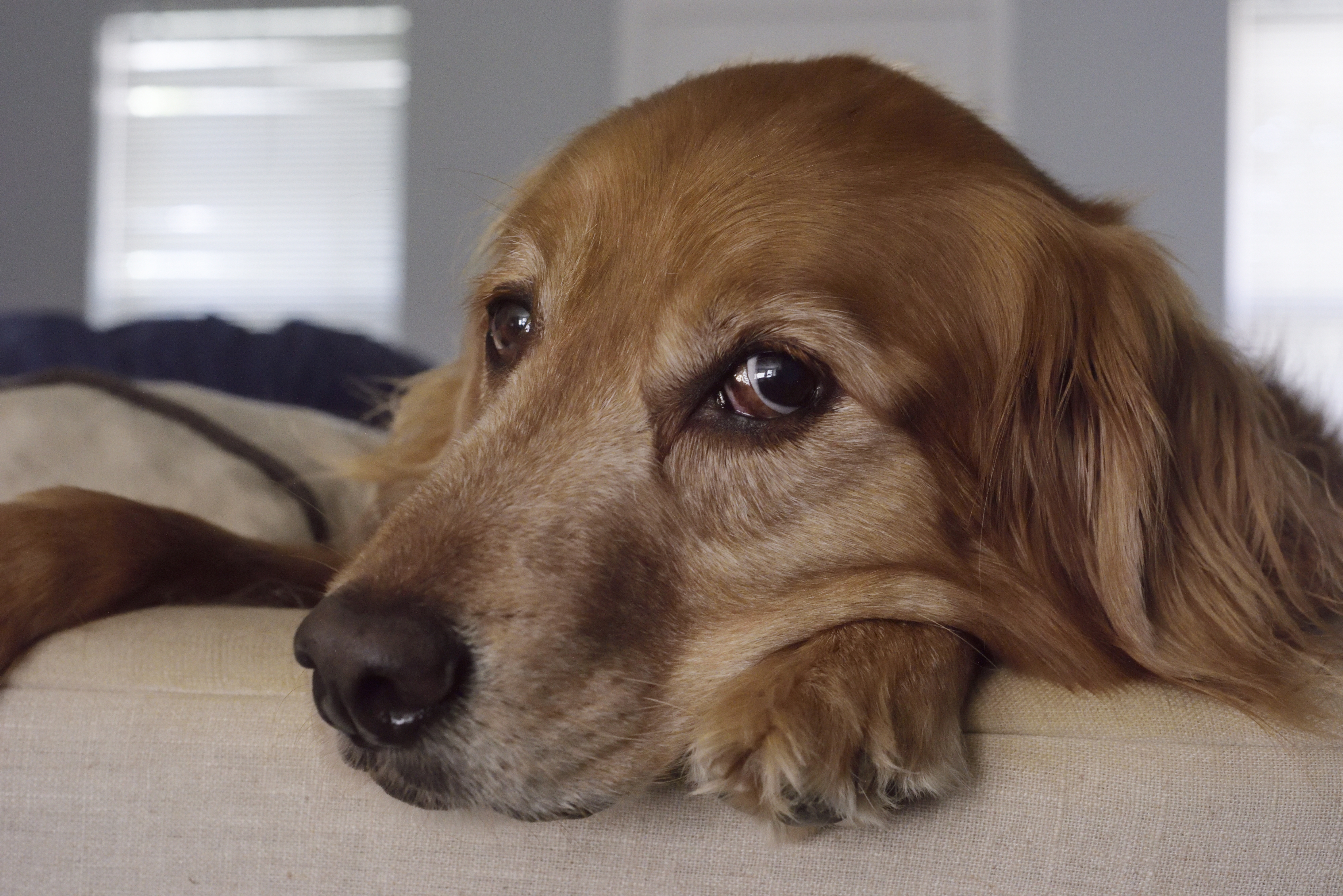 Golden Retriever Gets New Puppy Sibling, but She Isn’t Best Pleased