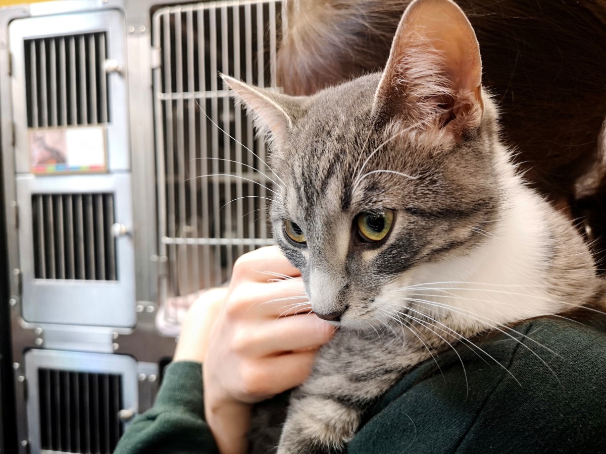 Senior cat left at shelter, note on door breaks hearts but there’s a twist