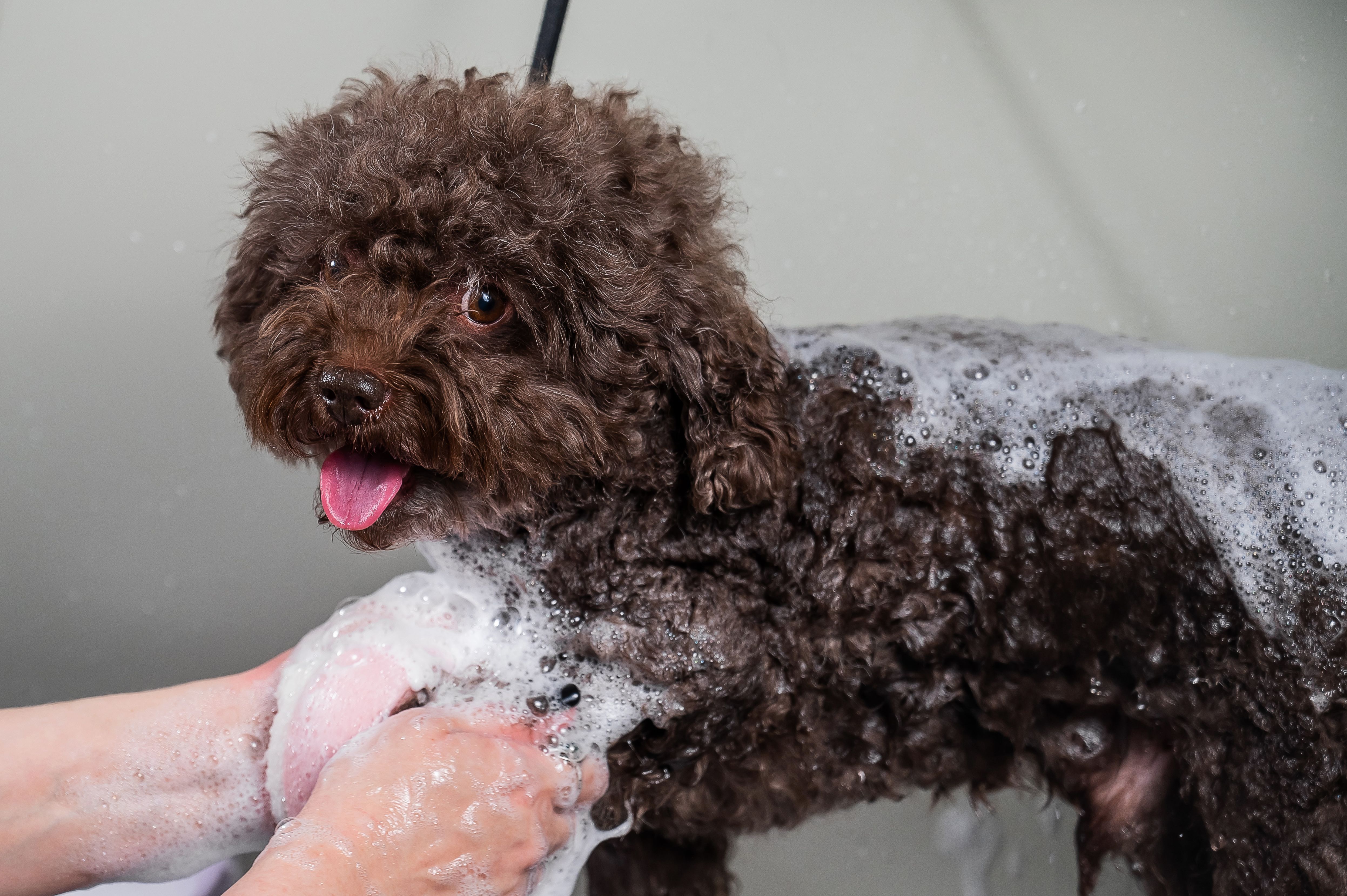 Maltipoo Owner Runs Dog a Bath, What They Suddenly Realize Goes Viral