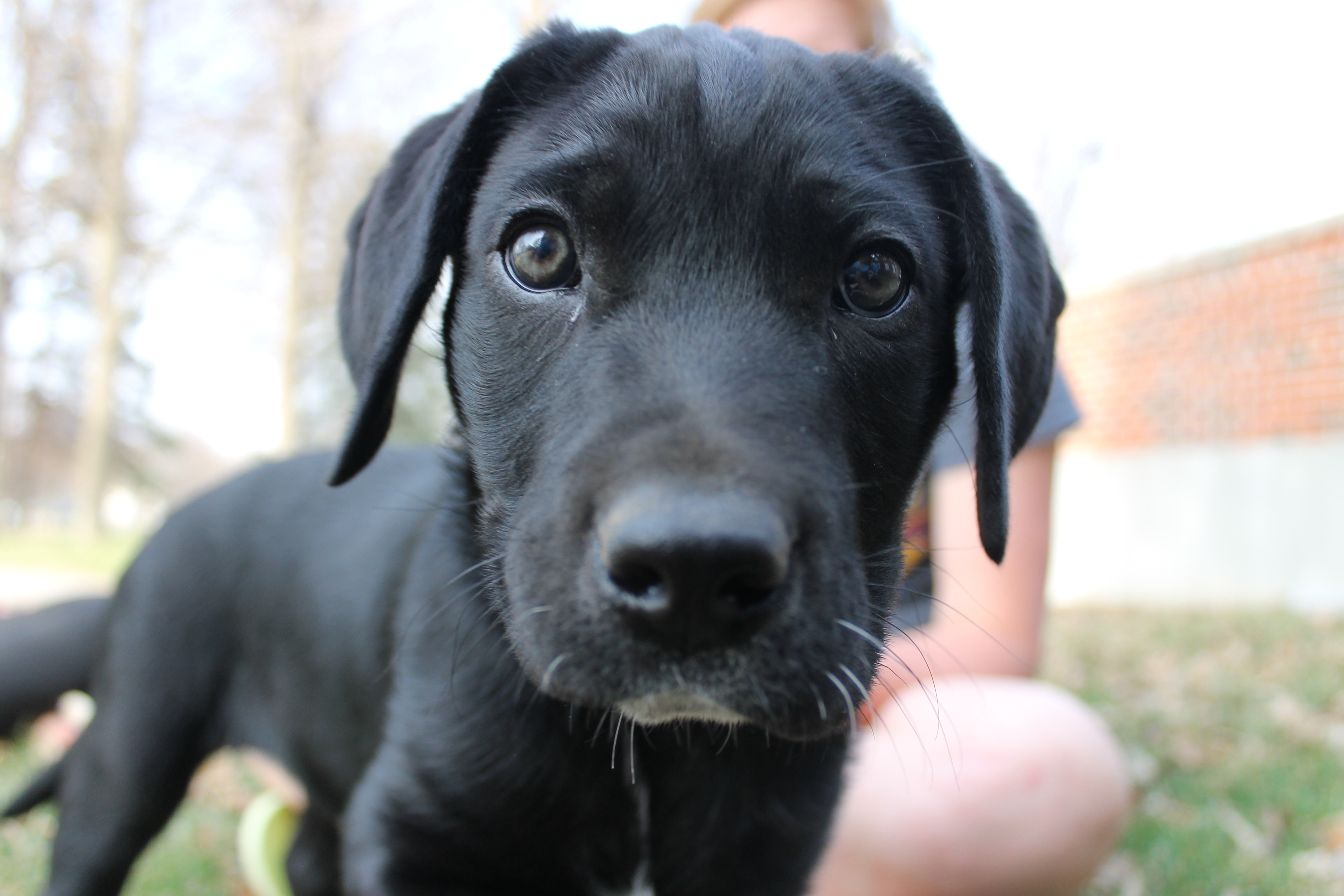 Woman Sees Dog and Her Two Puppies Abandoned, Tears at Update That Follows
