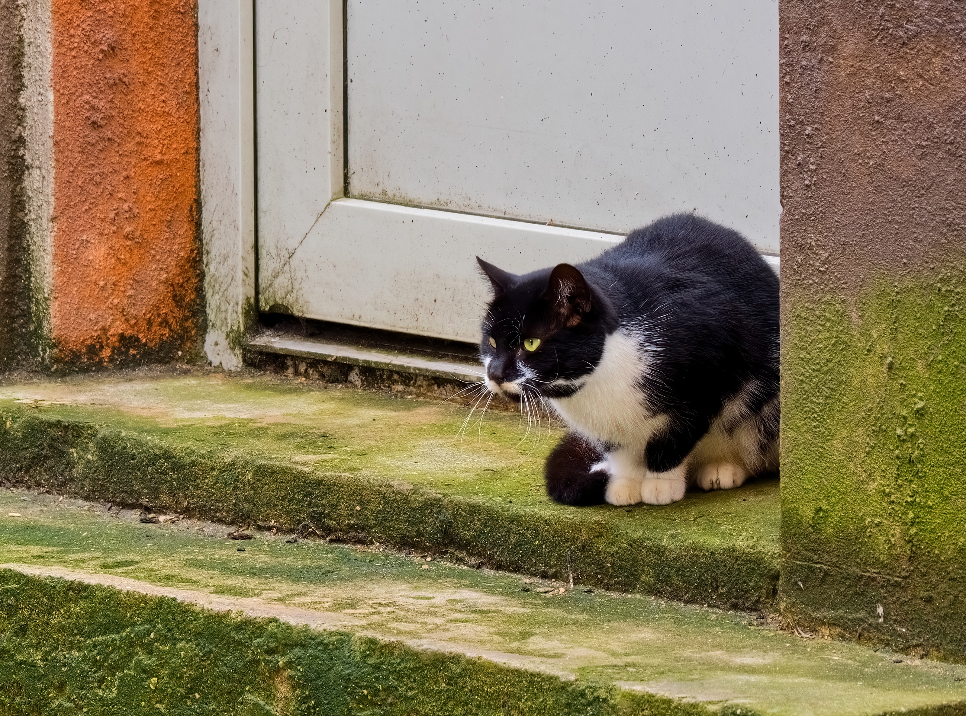 Tuxedo Cat’s Reaction After Being Left Outside Has Internet in Stitches
