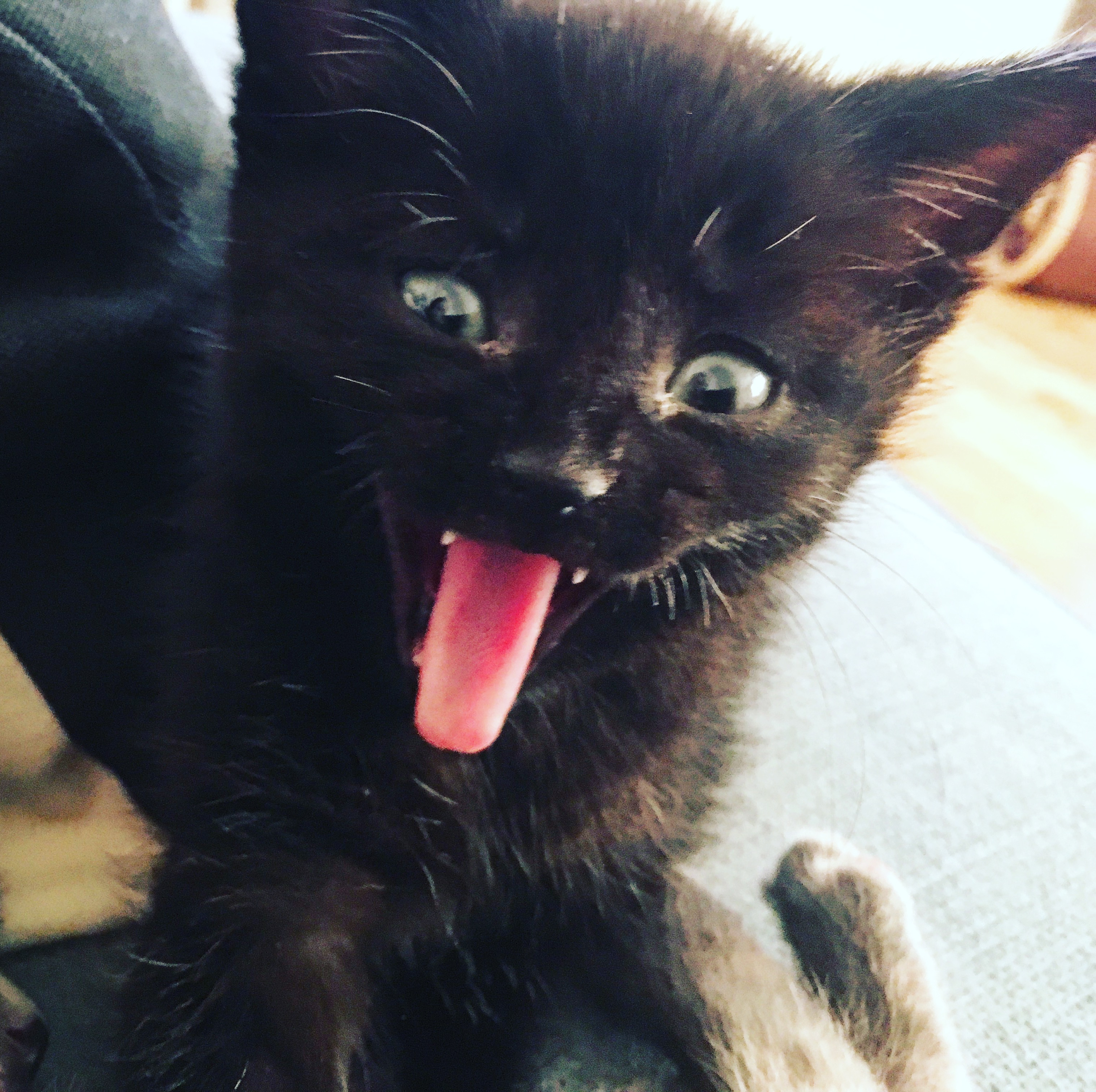 Owner Films Wild Kitten for Vet—Then Learns Truth: ‘Always Do Research’