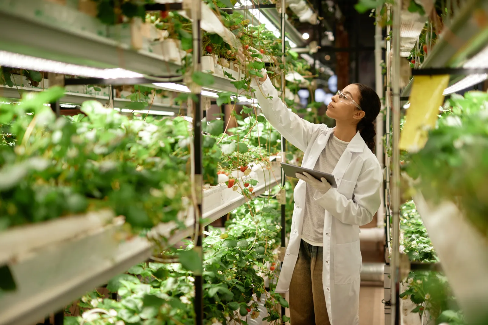Scientist observing the growth of plants under artificial lighting at a research facility for indoor farming.