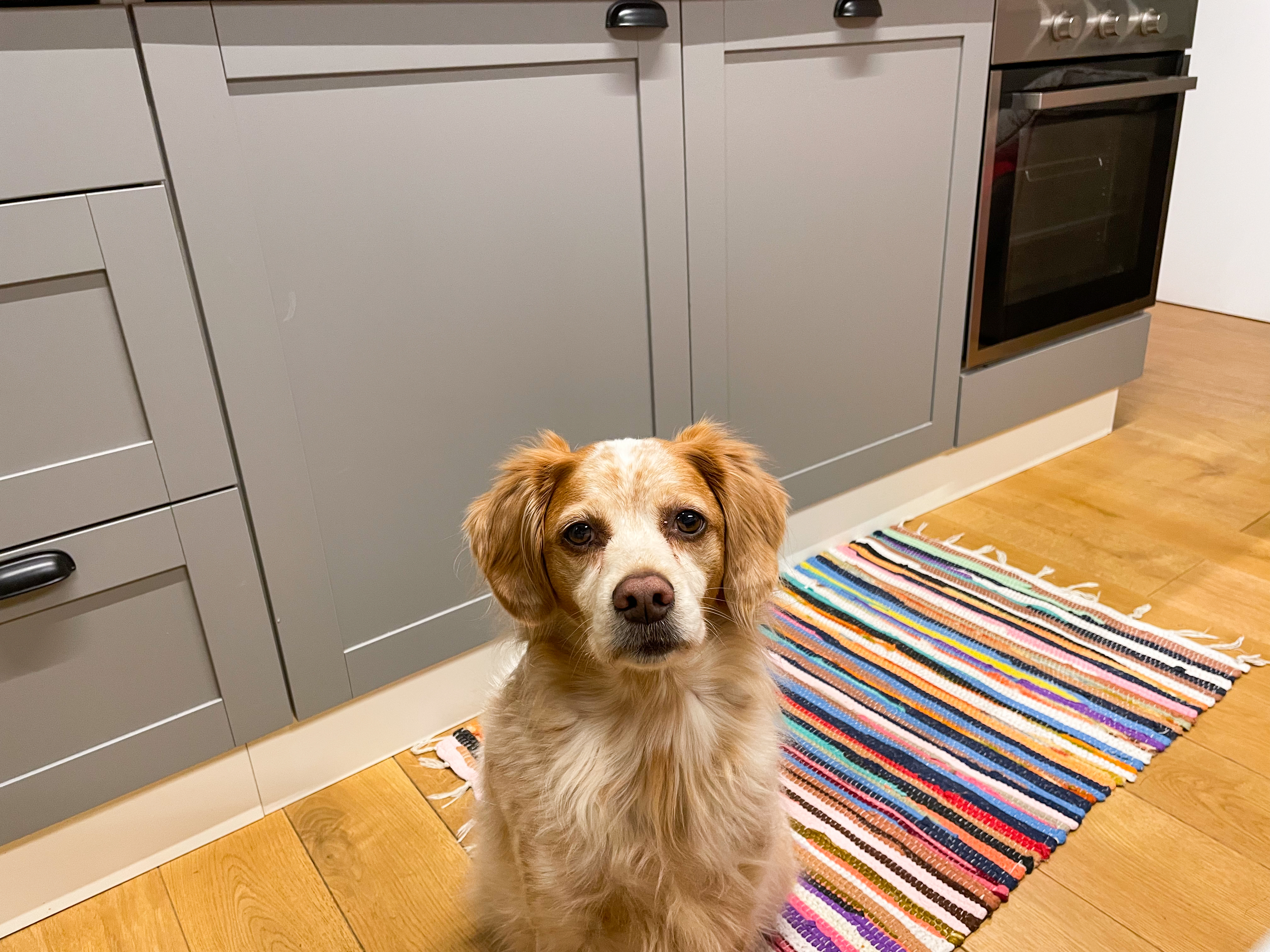 Family Dog Won’t Move From Bedroom, Hearts Melt As He ‘Talks With Eyes’