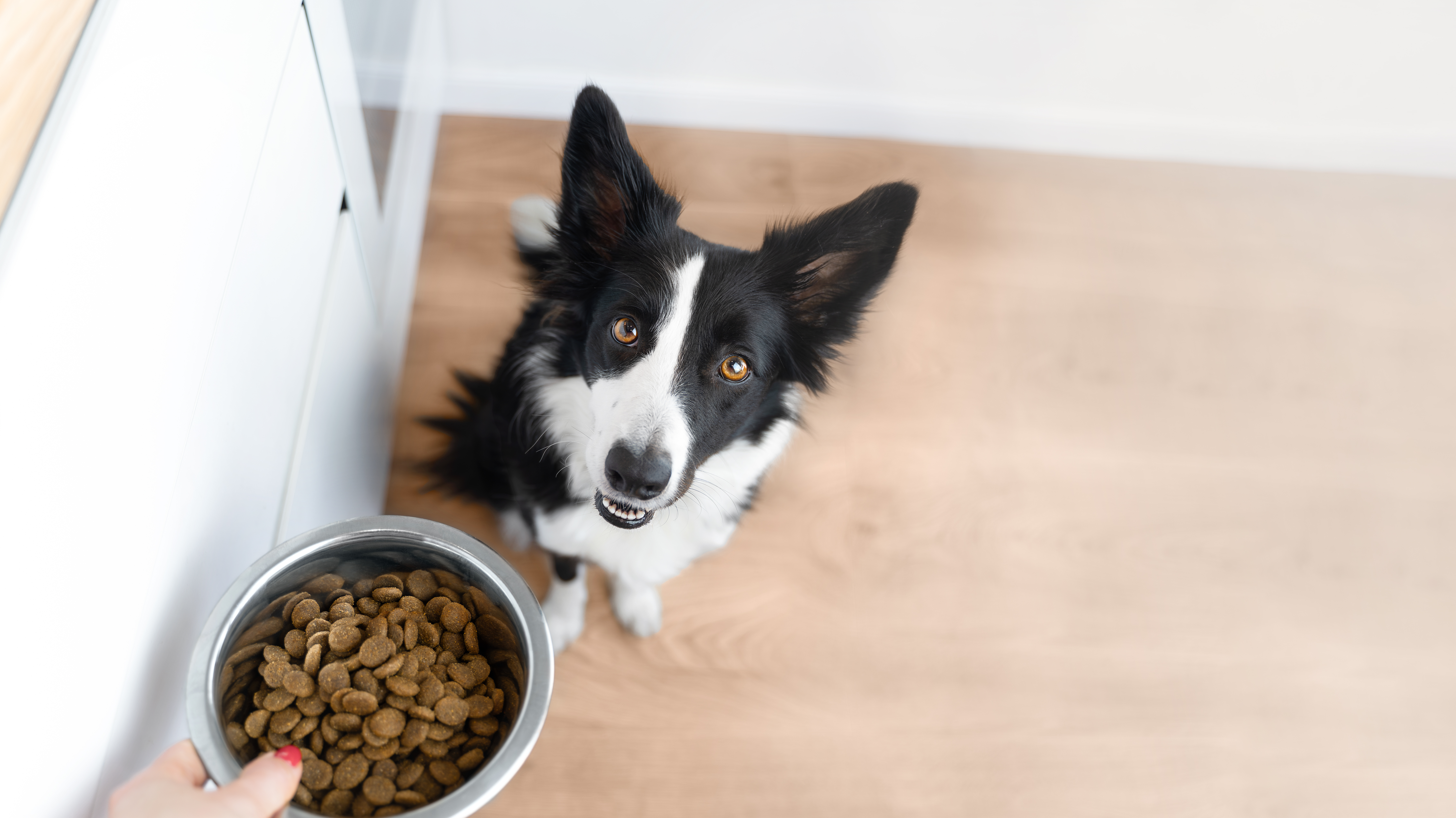 Vets Say Most Pet Owners Make This Huge Feeding Mistake