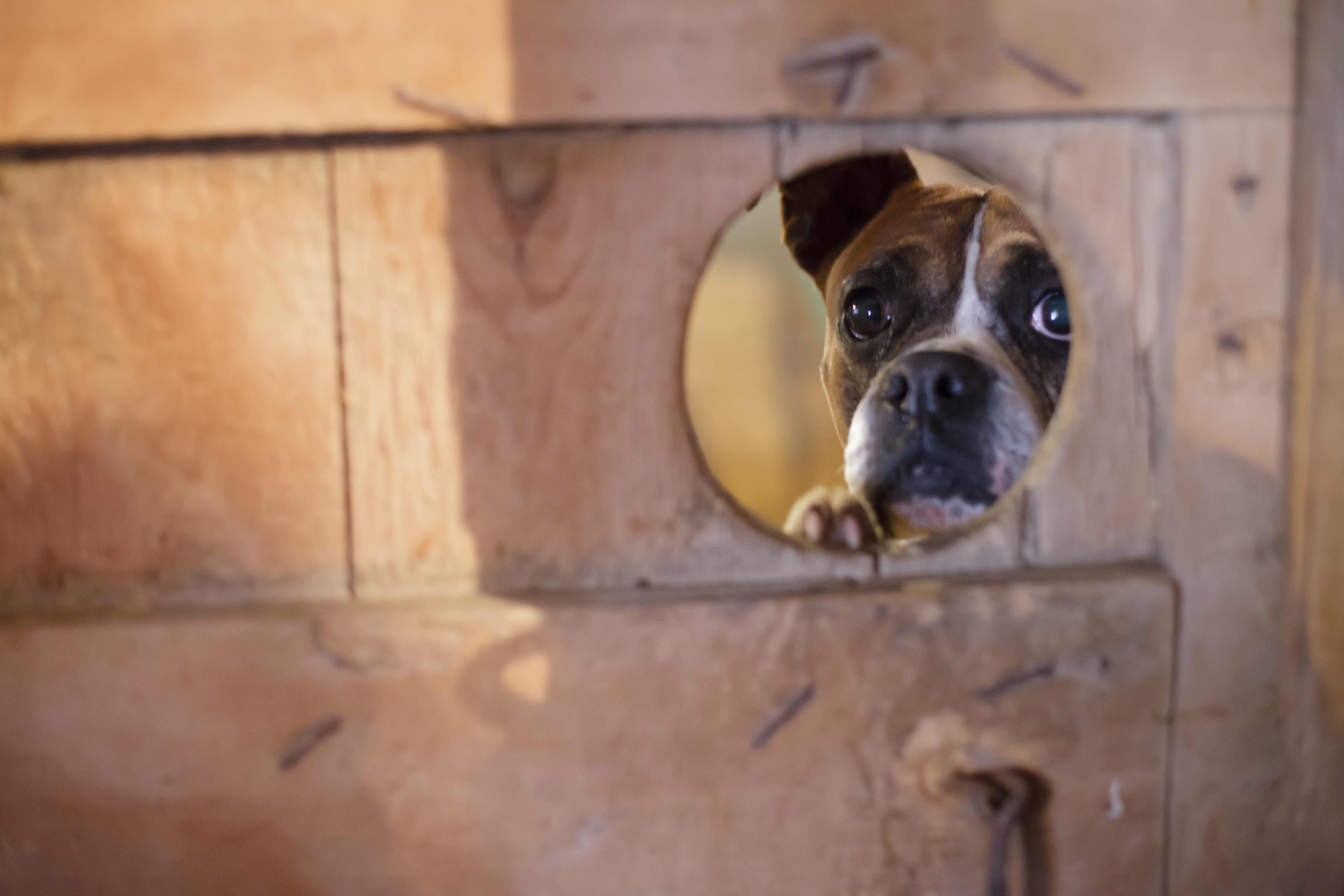 Boxer Makes Hole in Neighbor’s Fence, What Happens Next Melts Hearts