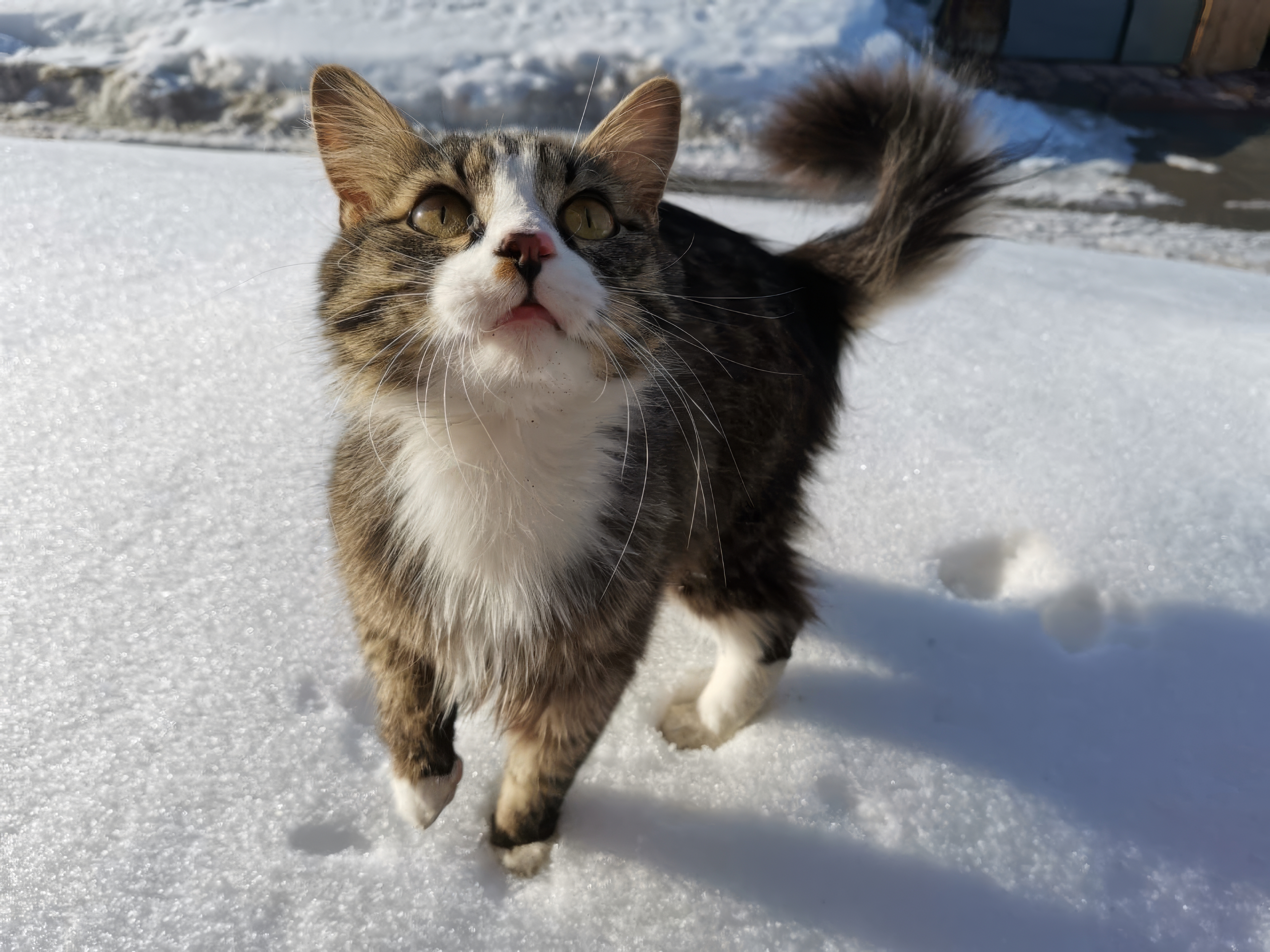 Rescuer Has Message for Owner Who Abandoned Cat in the Snow