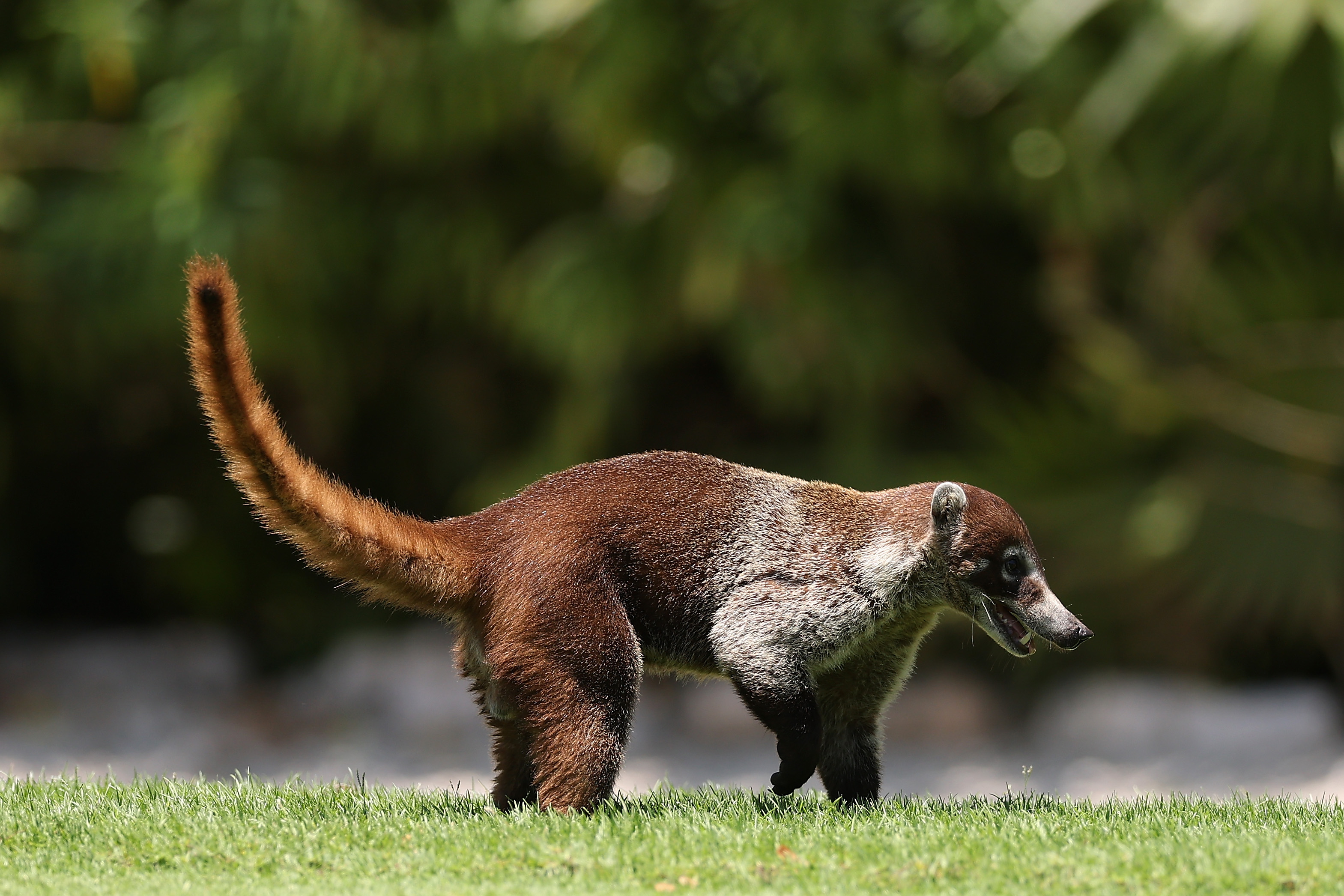 Firefighters Find Unique Animal in Arizona Forest: Video