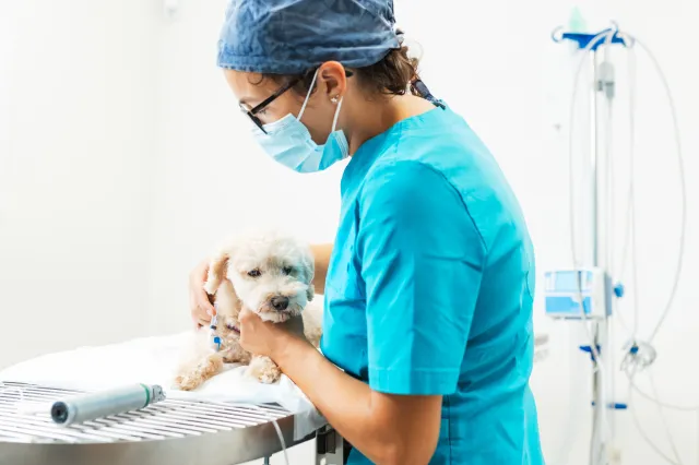 Dog Wakes Up From Anesthesia at Vets, Owner Not Prepared for Reunion