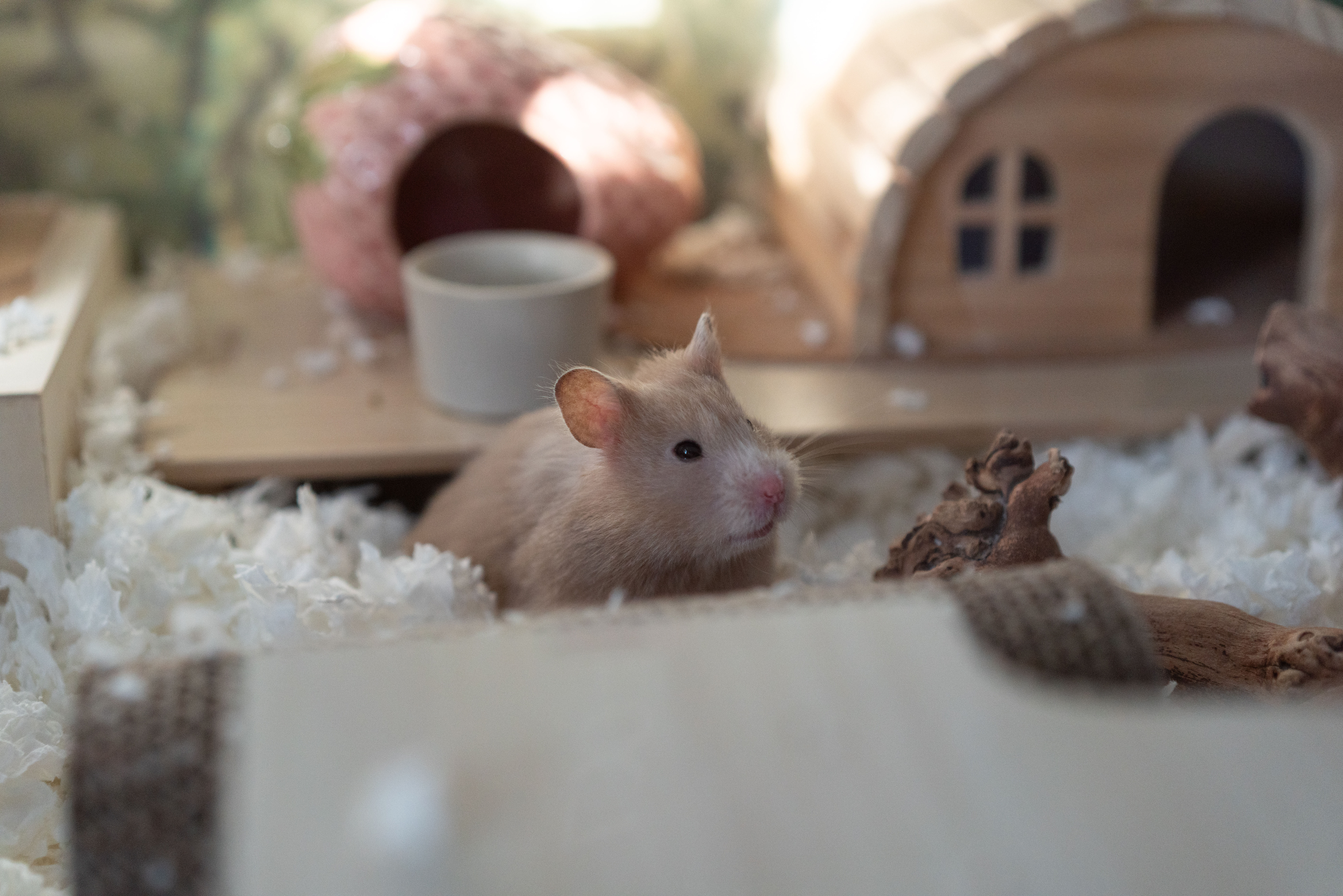 Hamster Realizes Owner Is Home, Viewers Not Prepared for His Reaction