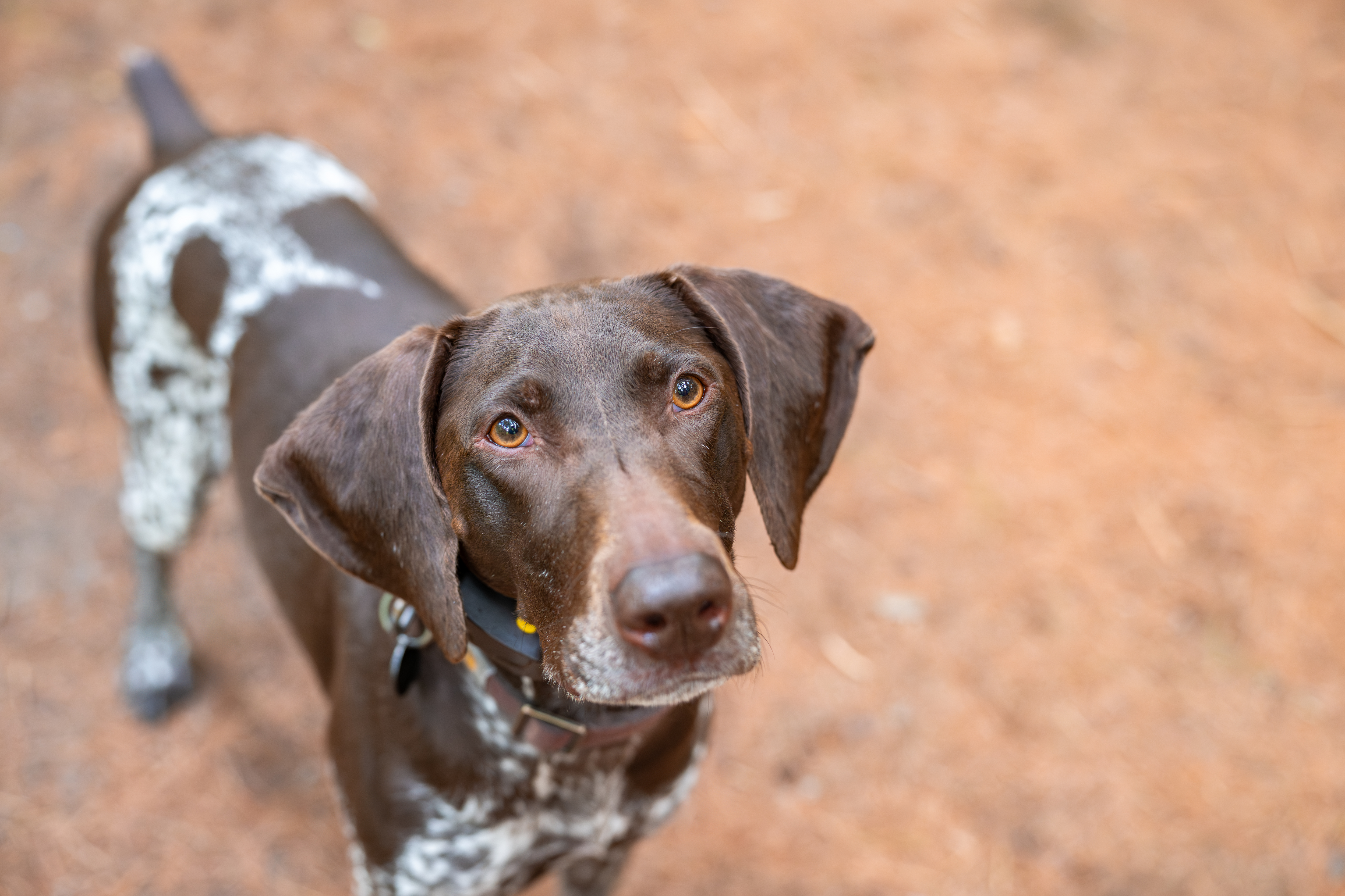 Hunting Dog Meets Family Cat, Internet Can’t Cope With How He Reacts