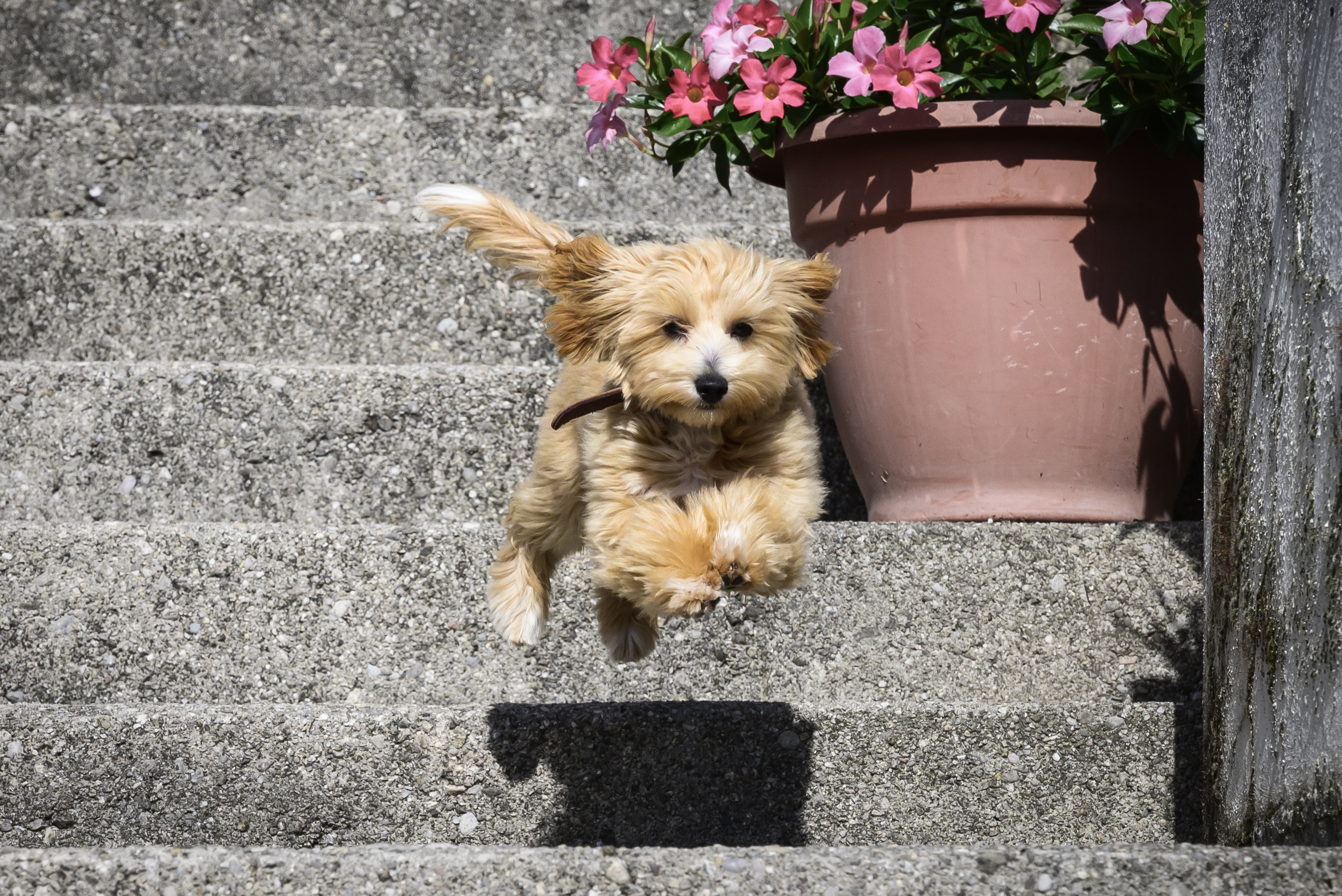 Puppy Can’t Get Down Stairs, What Dad Says Melts Hearts: ‘The Cutest’