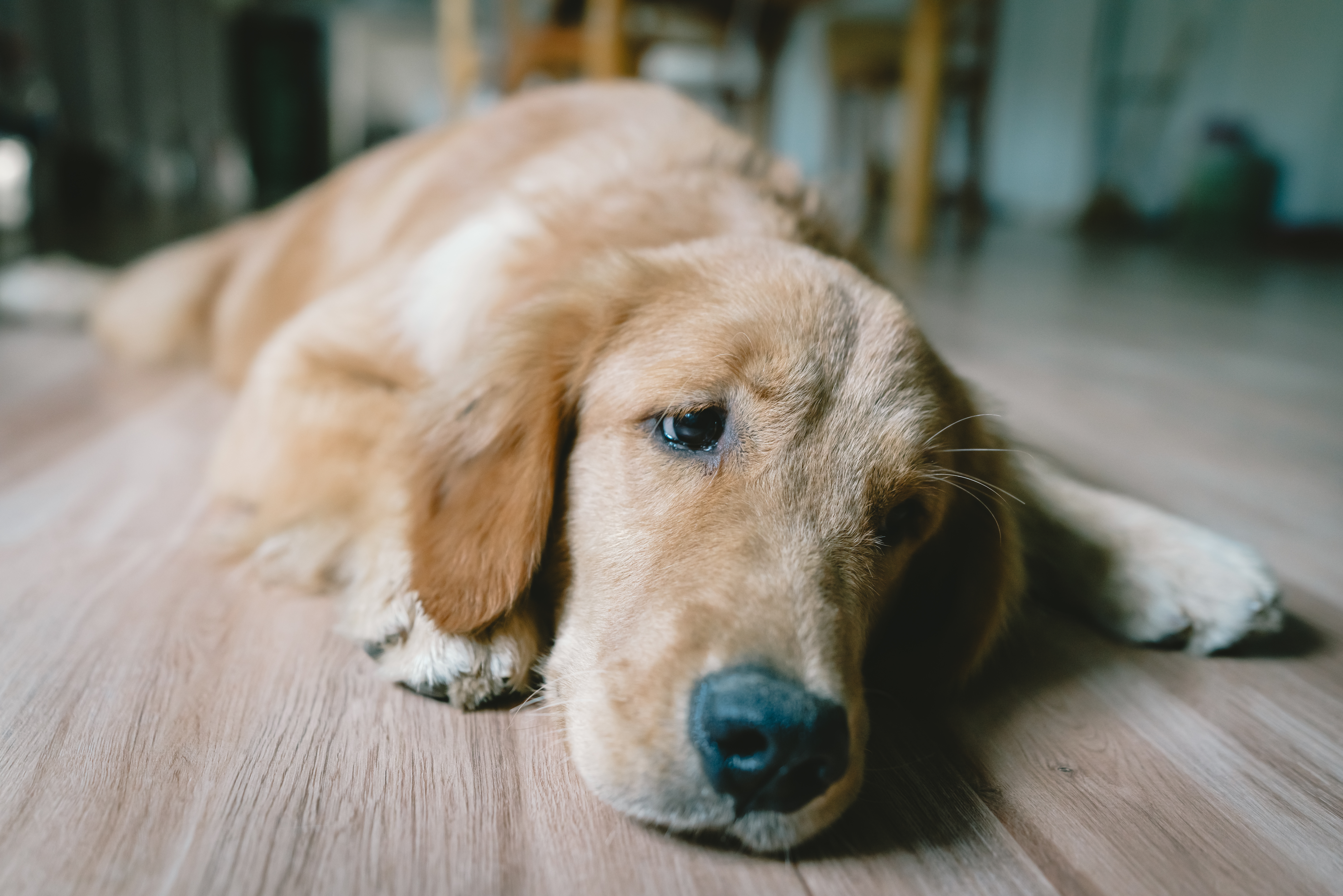 Golden Retriever Owner Checks Pet Cam, Realizes She’s the One Being Watched