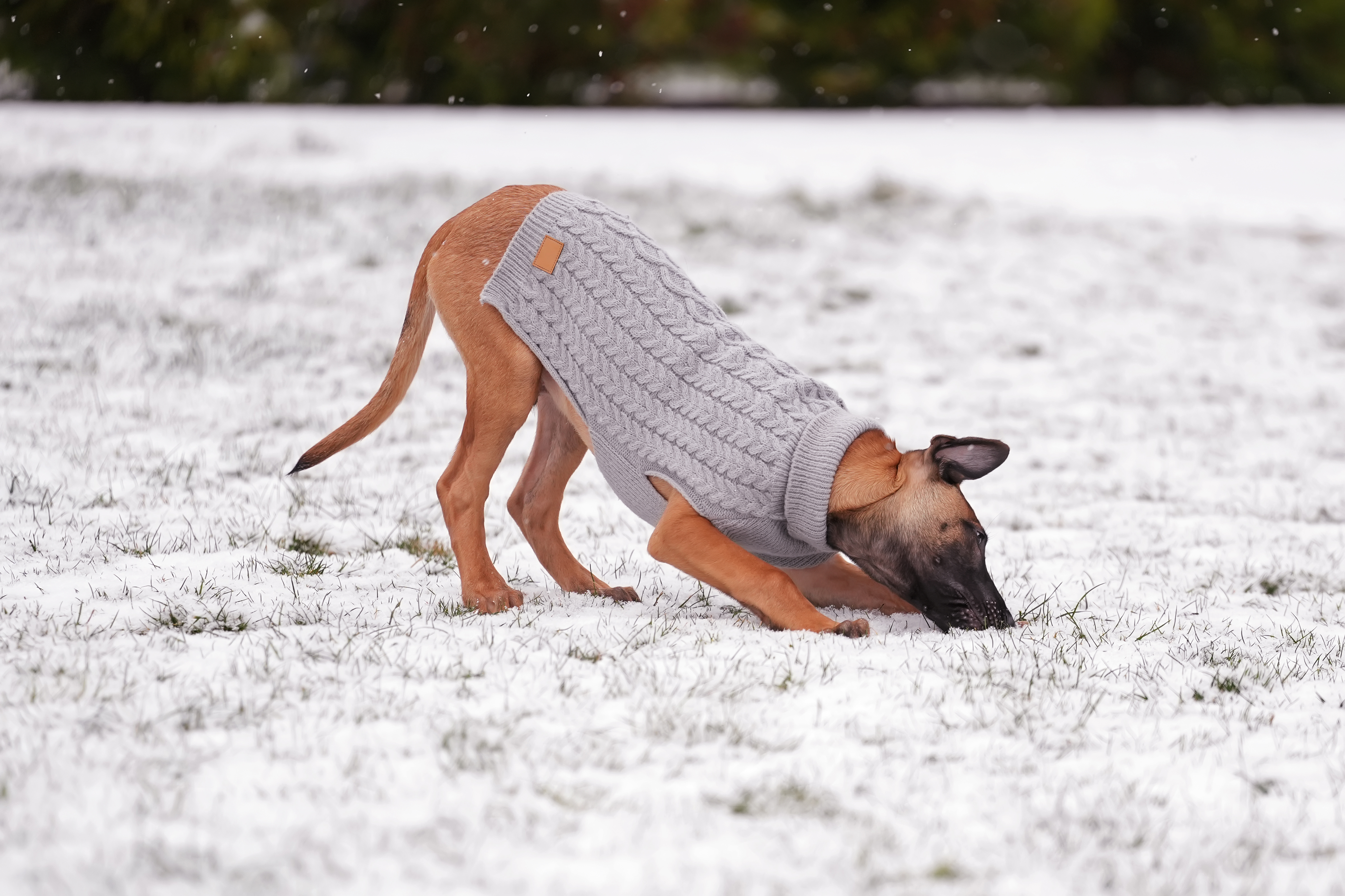 Woman Orders XL Jumper for Belgian Malinois, Unprepared for What Arrives