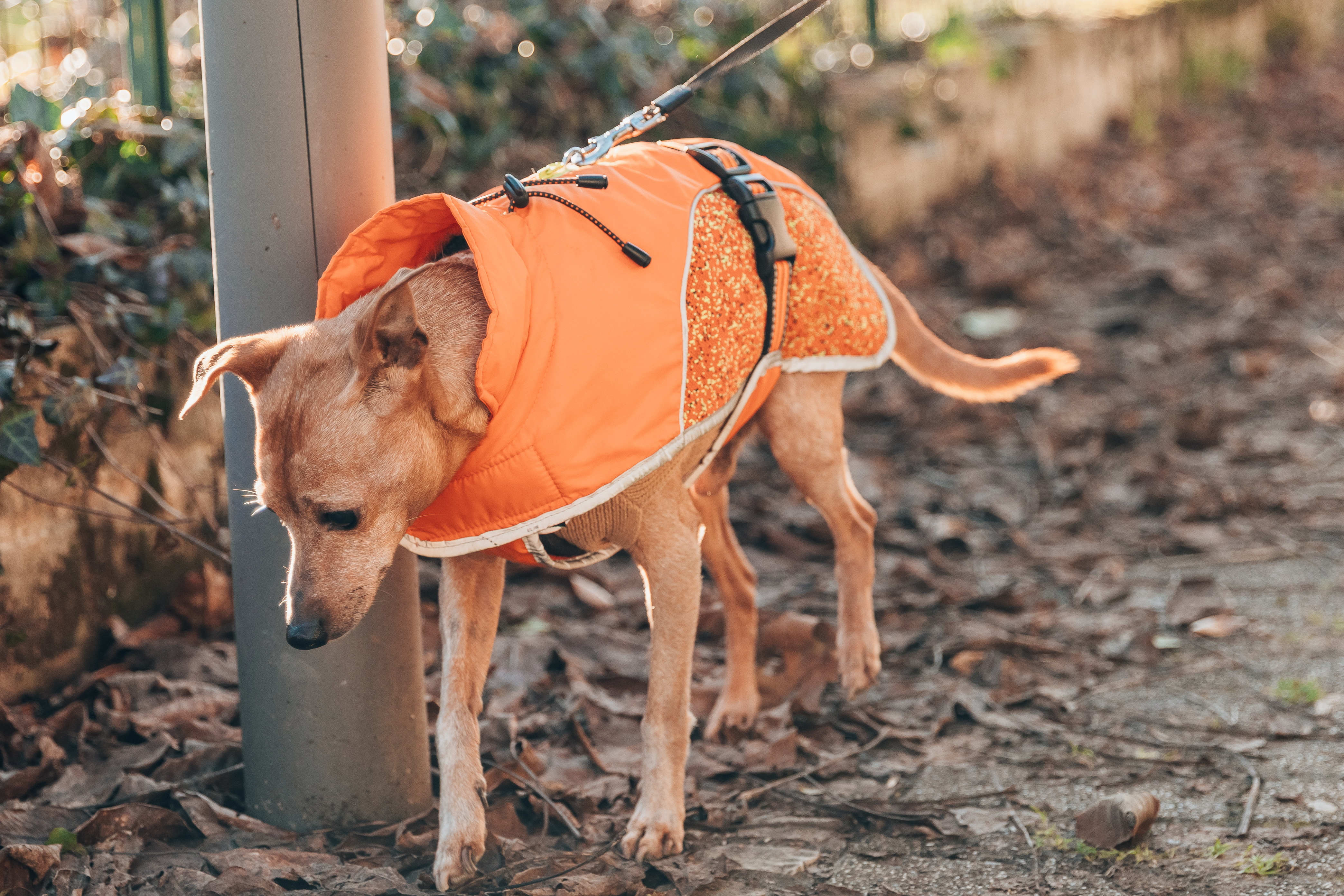 Woman Wonders Why Dog Is Walking Slow, Then She Turns Around—‘I’m Sorry’