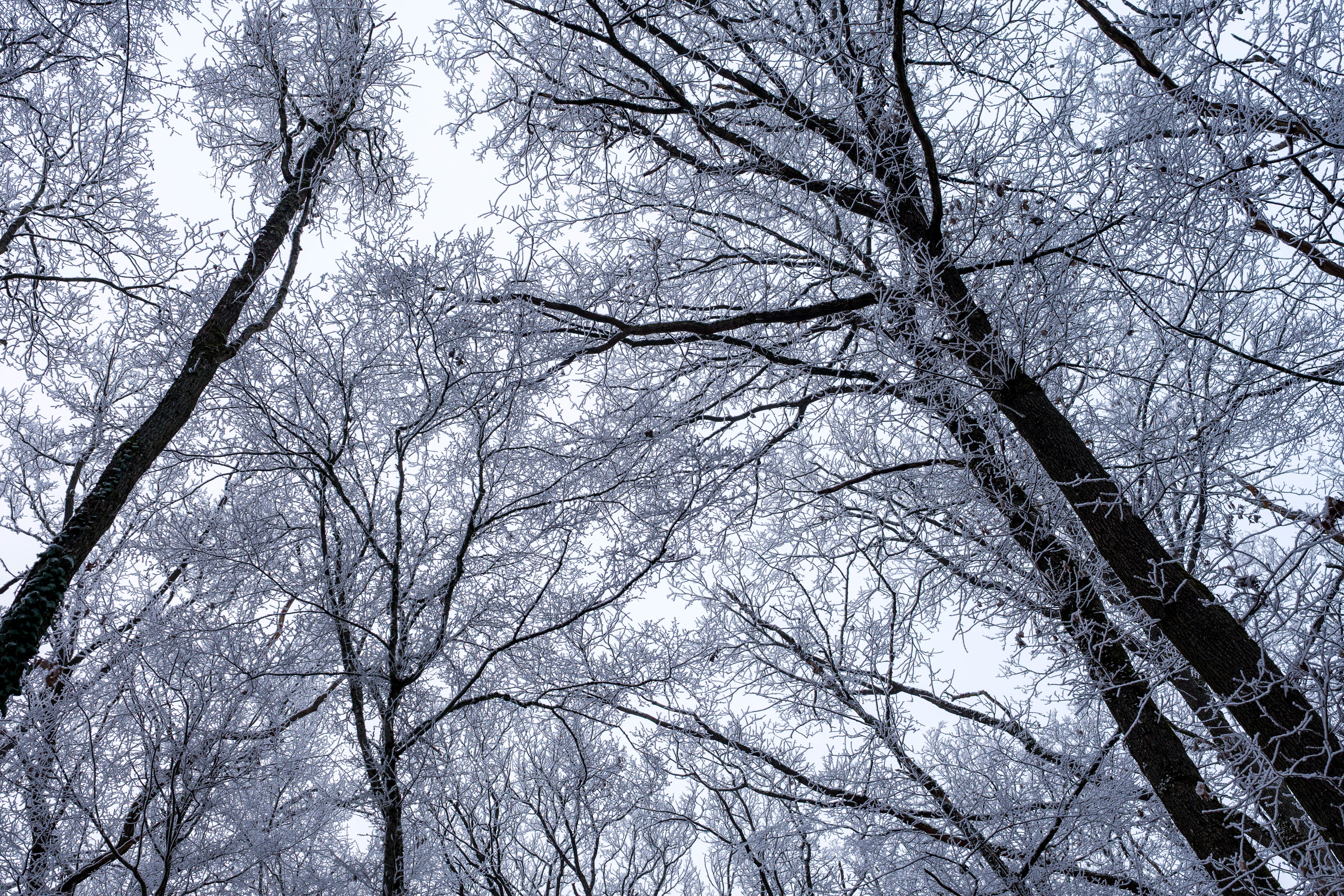 'Exploding Trees' Map Shows States Most at Risk During Winter Storm