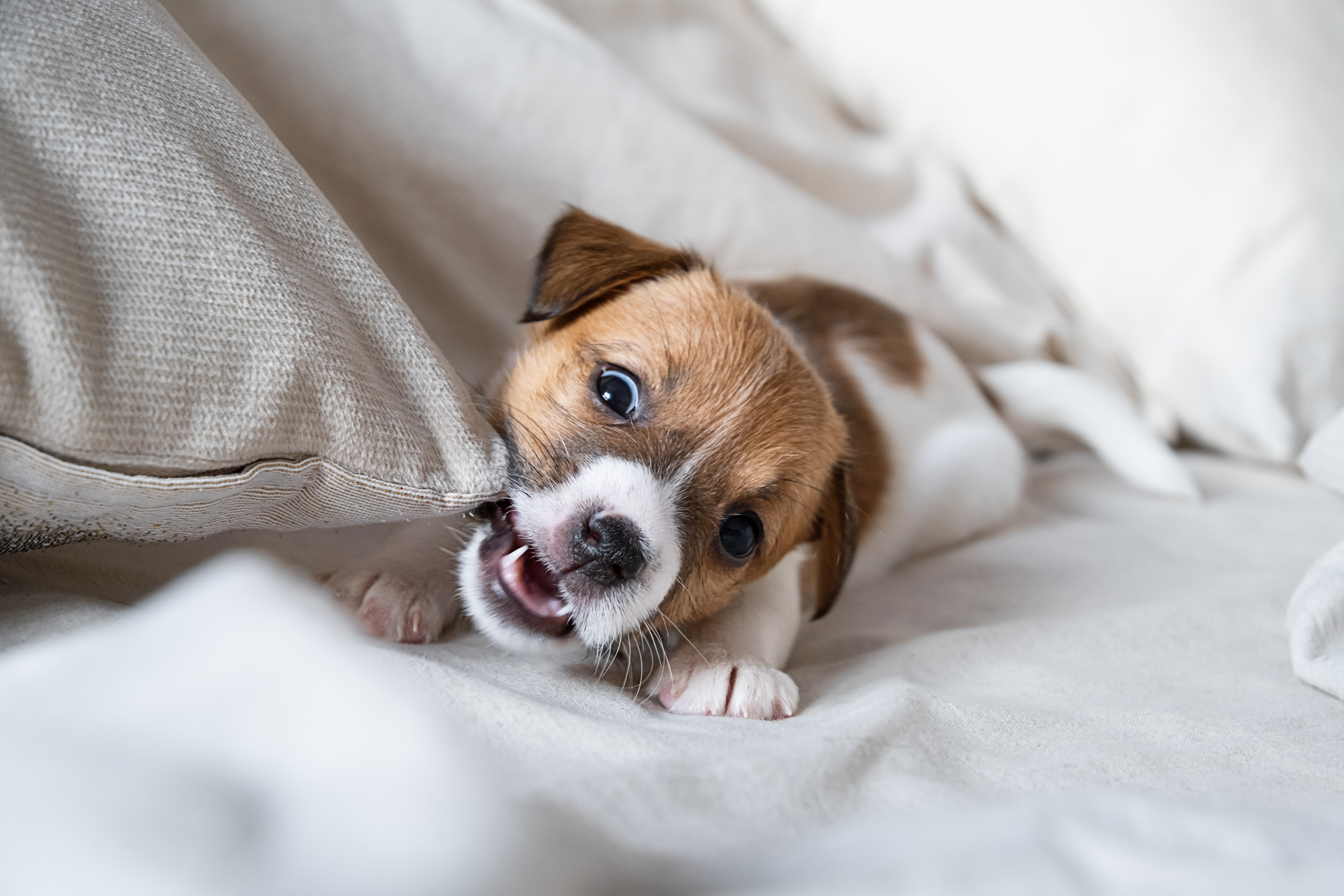 Mom Gets Her Kid a Puppy for Christmas, Horror at What Happens Weeks Later