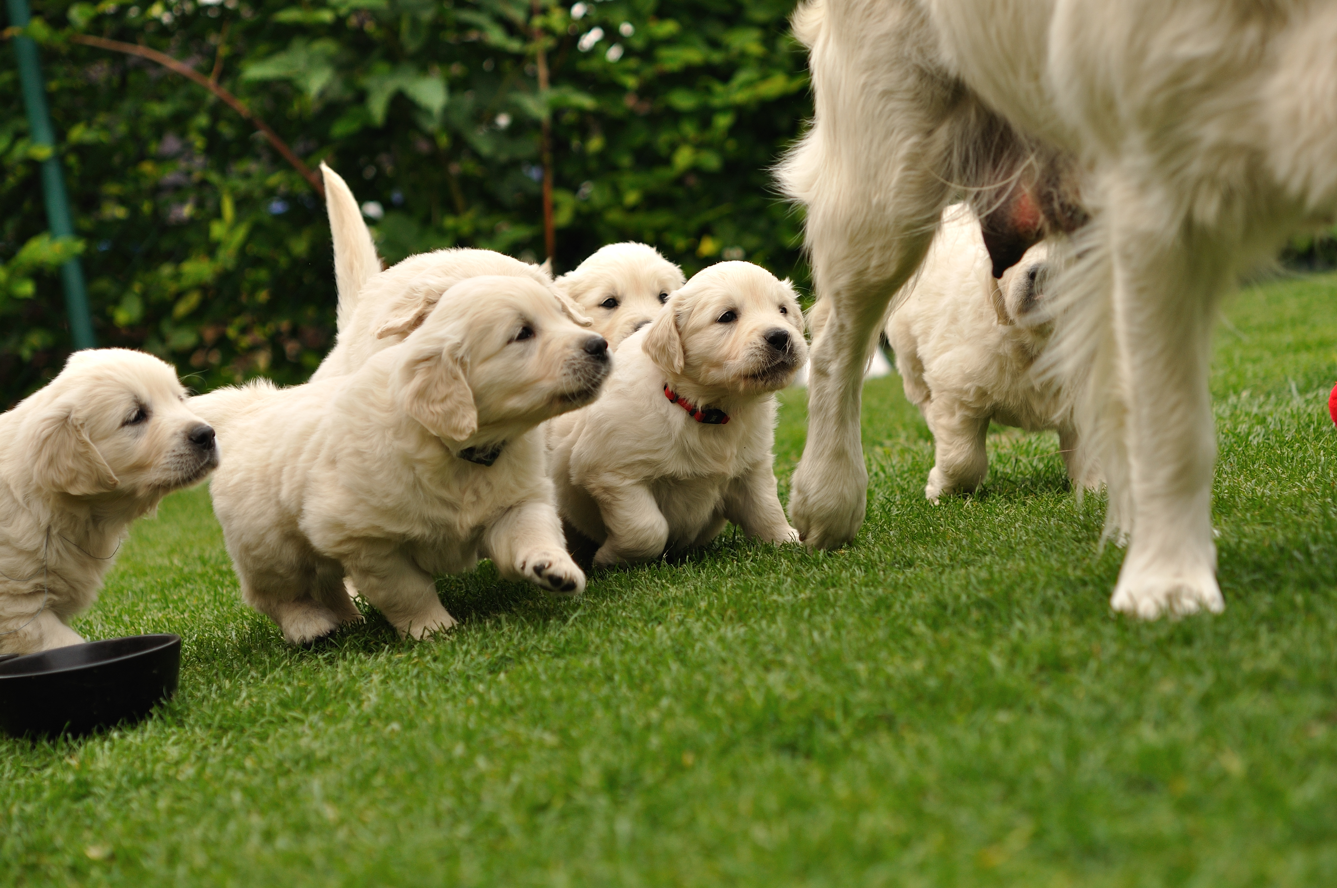 Hearts Melt As ‘Excited’ Golden Retriever Meets His Pups for the First Time
