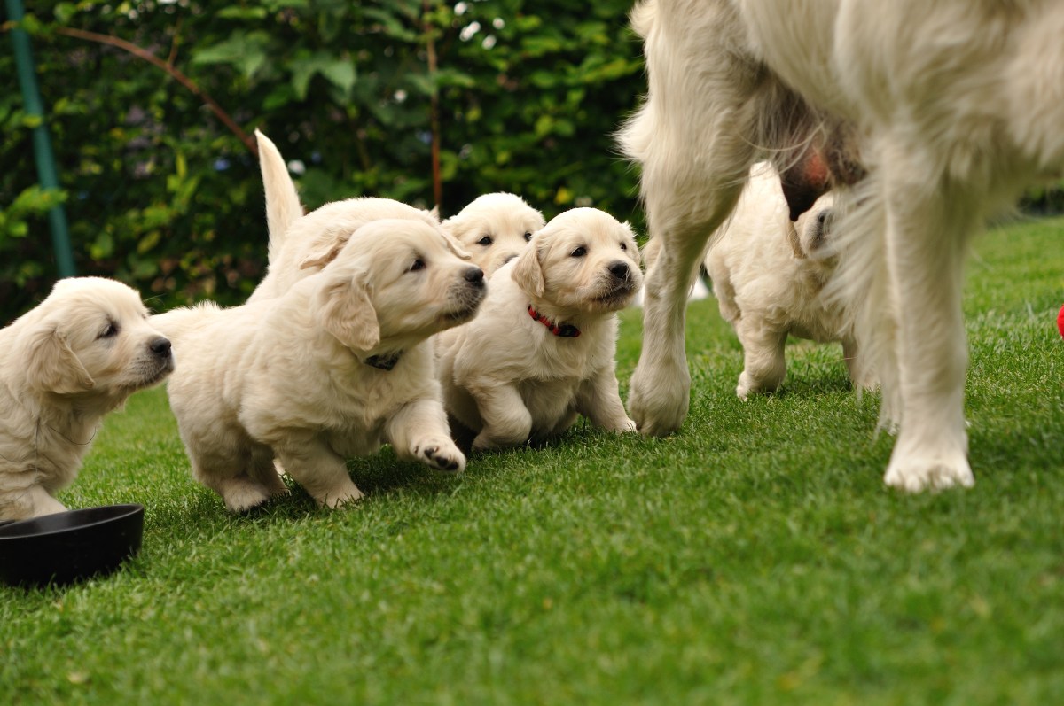 Hearts Melt As &lsquo;Excited&rsquo; Golden Retriever Meets His Pups for the First Time