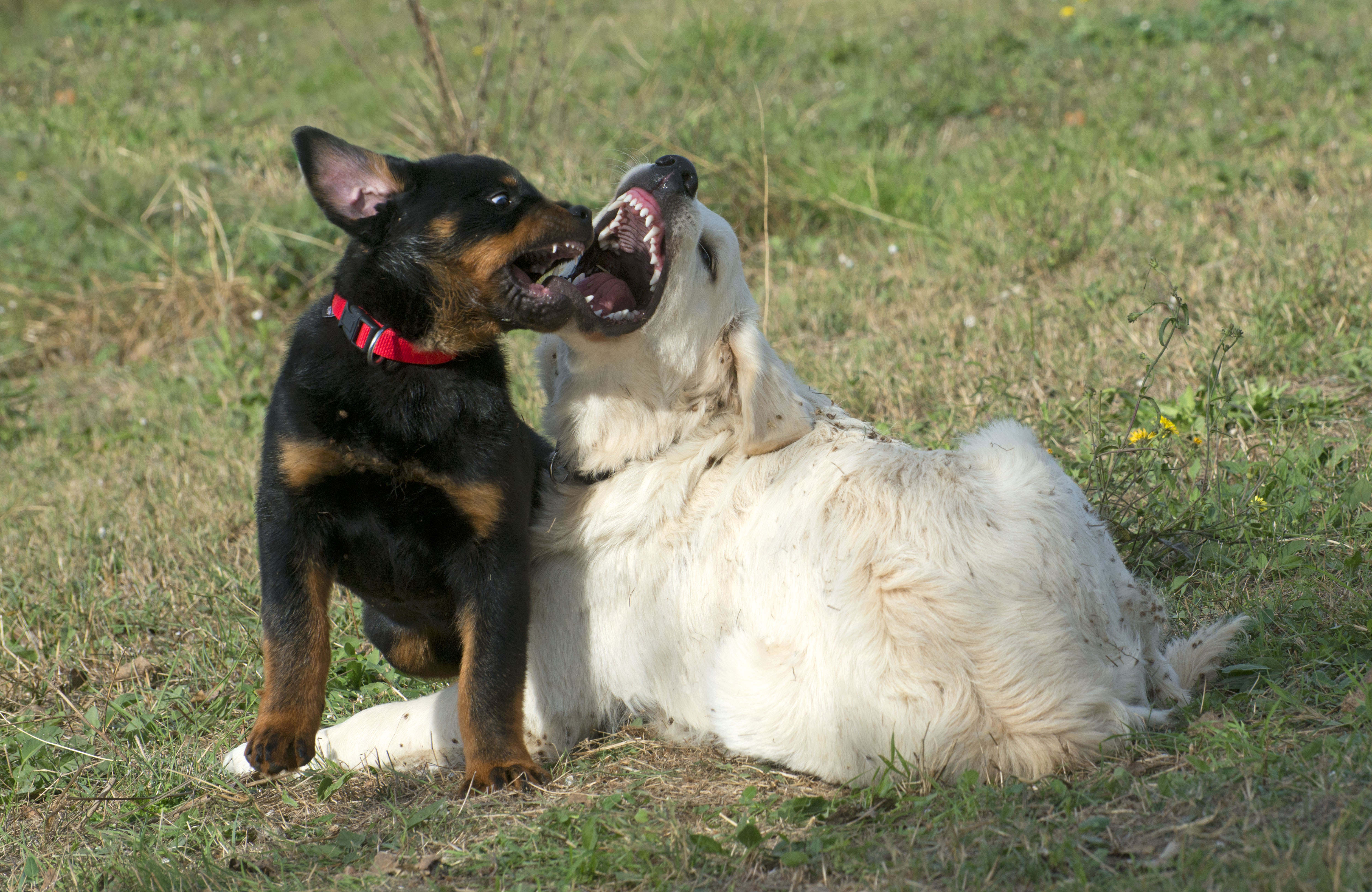 Golden Retriever Gets Rottweiler Puppy Sibling, Moment They Meet Goes Viral