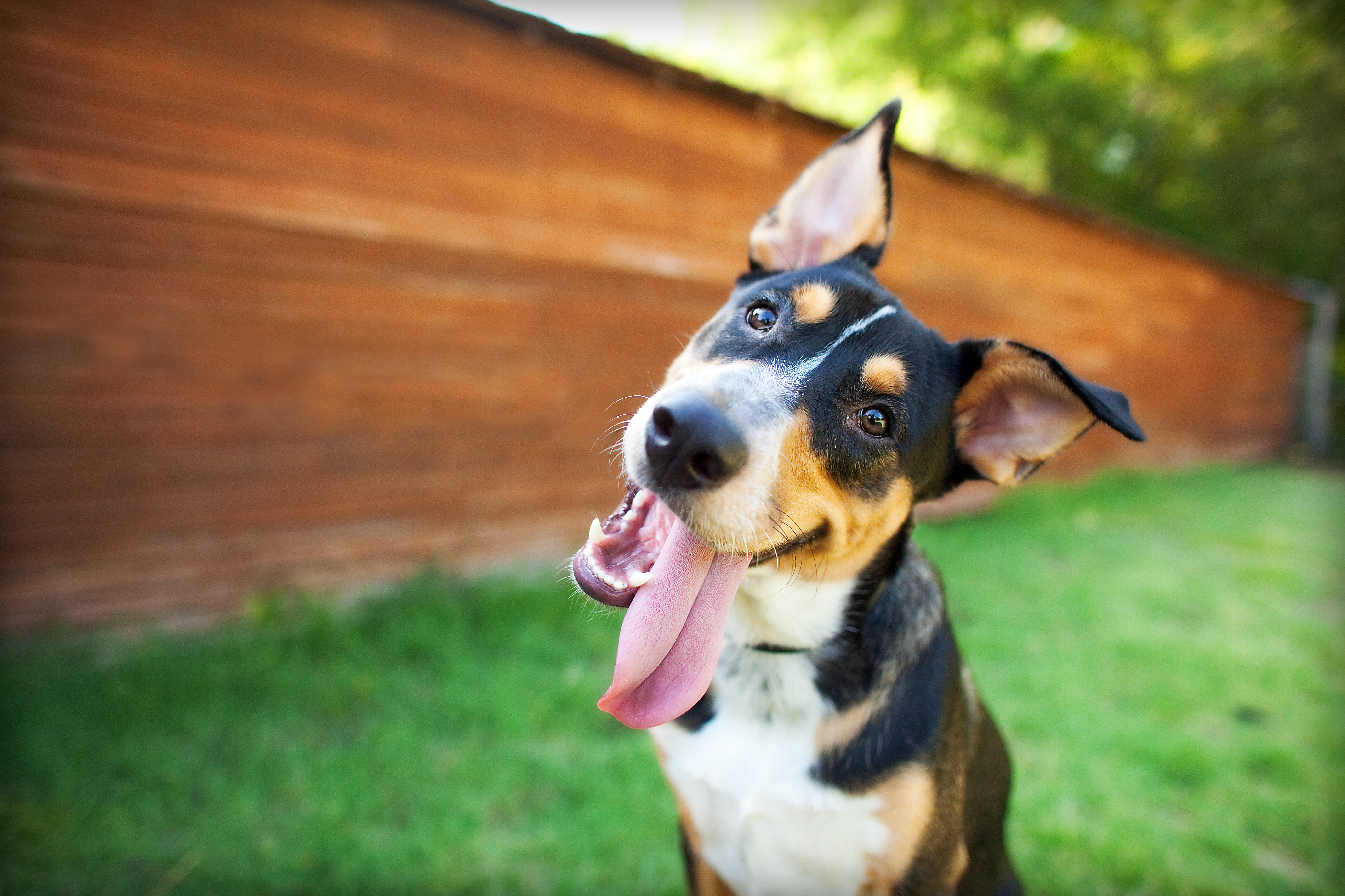 Vet Reveals 3 Daily Essentials Your Dog Needs for a Happier Life