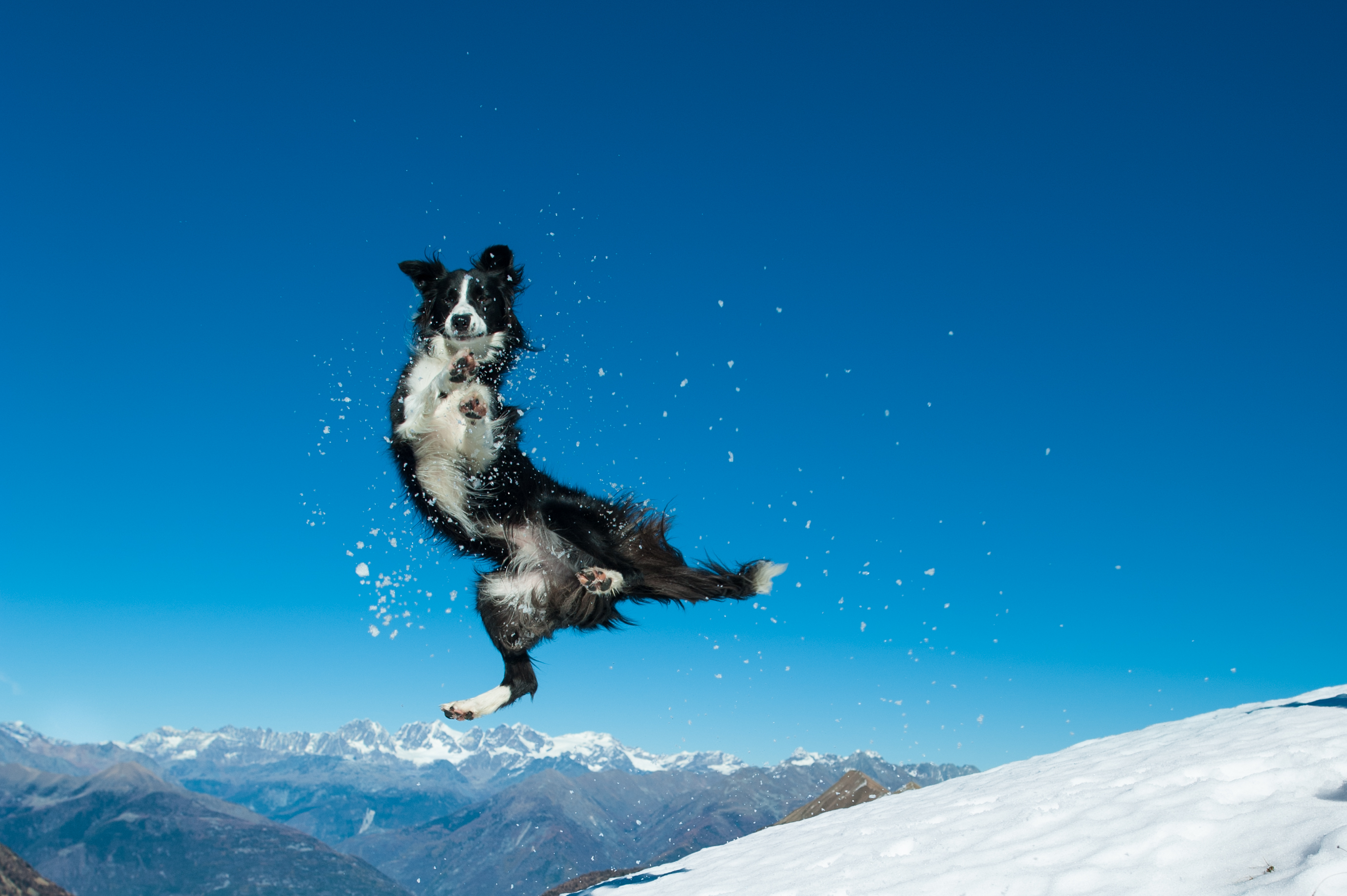 Internet Can’t Believe What Border Collie Does While Owner Skis