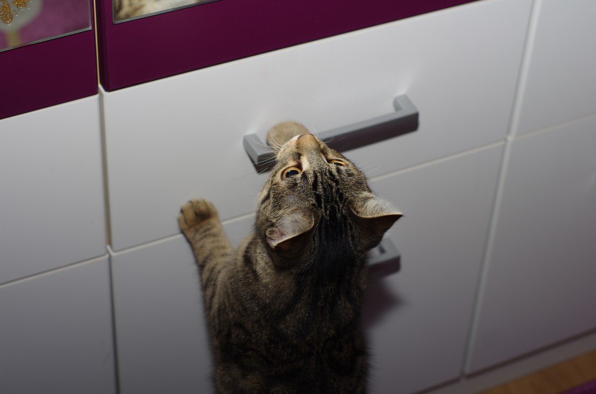 Cat Notices One Thing About Kitchen Drawer in 2023&mdash;Hasn&rsquo;t&nbsp;Forgotten Since