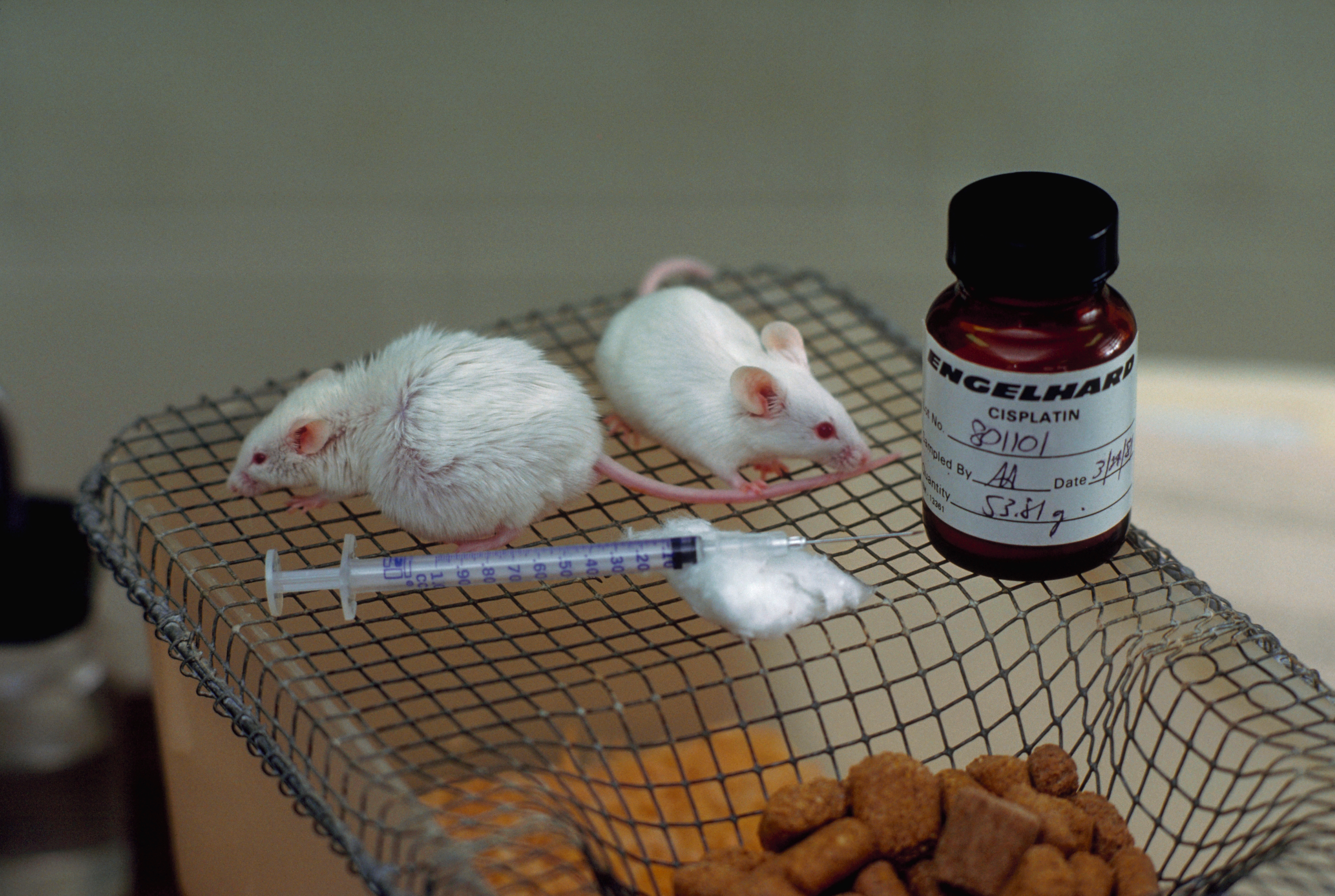 Did Scientists Find Pancreatic Cancer Cure? What to Know About Breakthrough