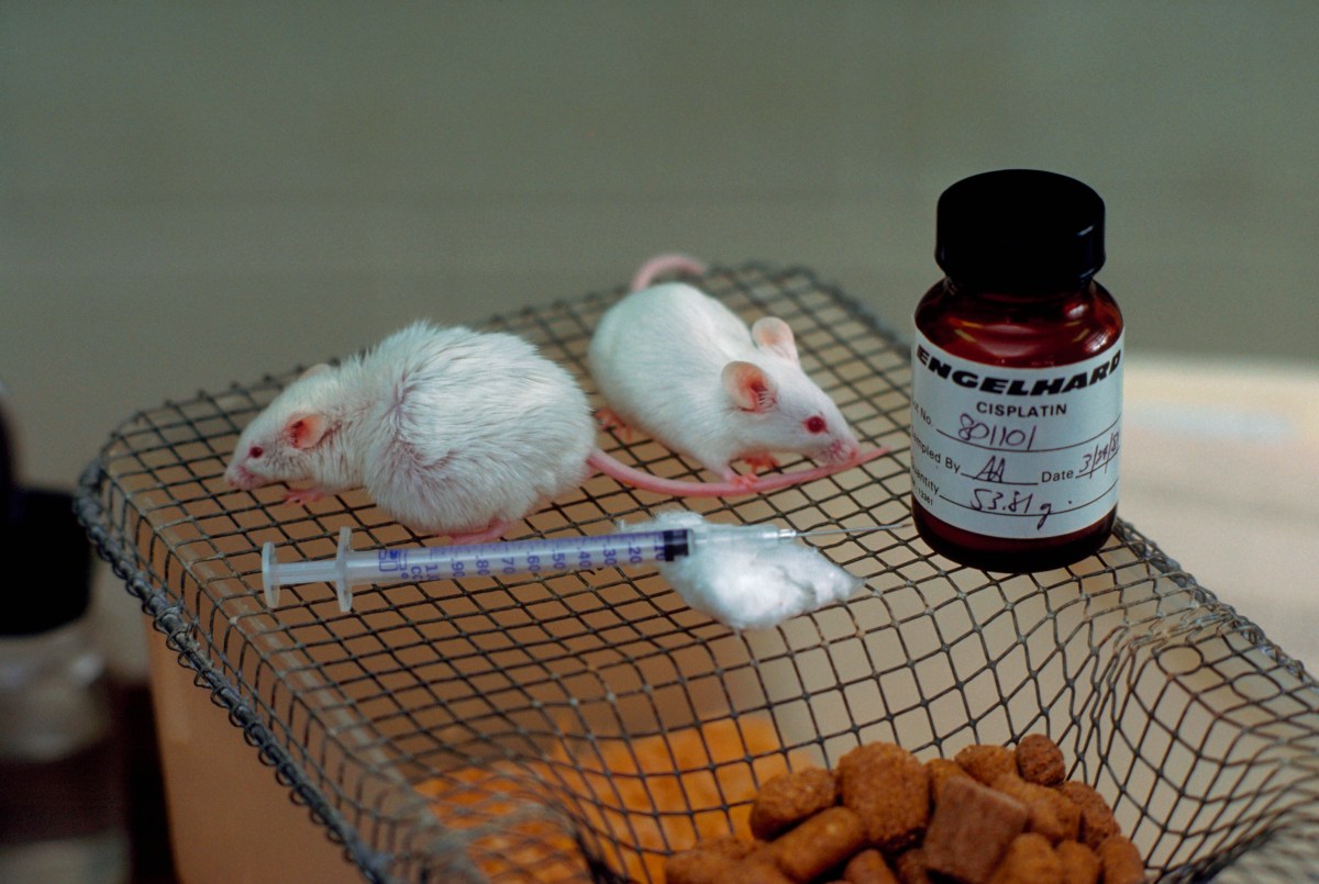 ¿Están los científicos encontrando una cura para el cáncer de páncreas? Lo que necesitas saber sobre los avances