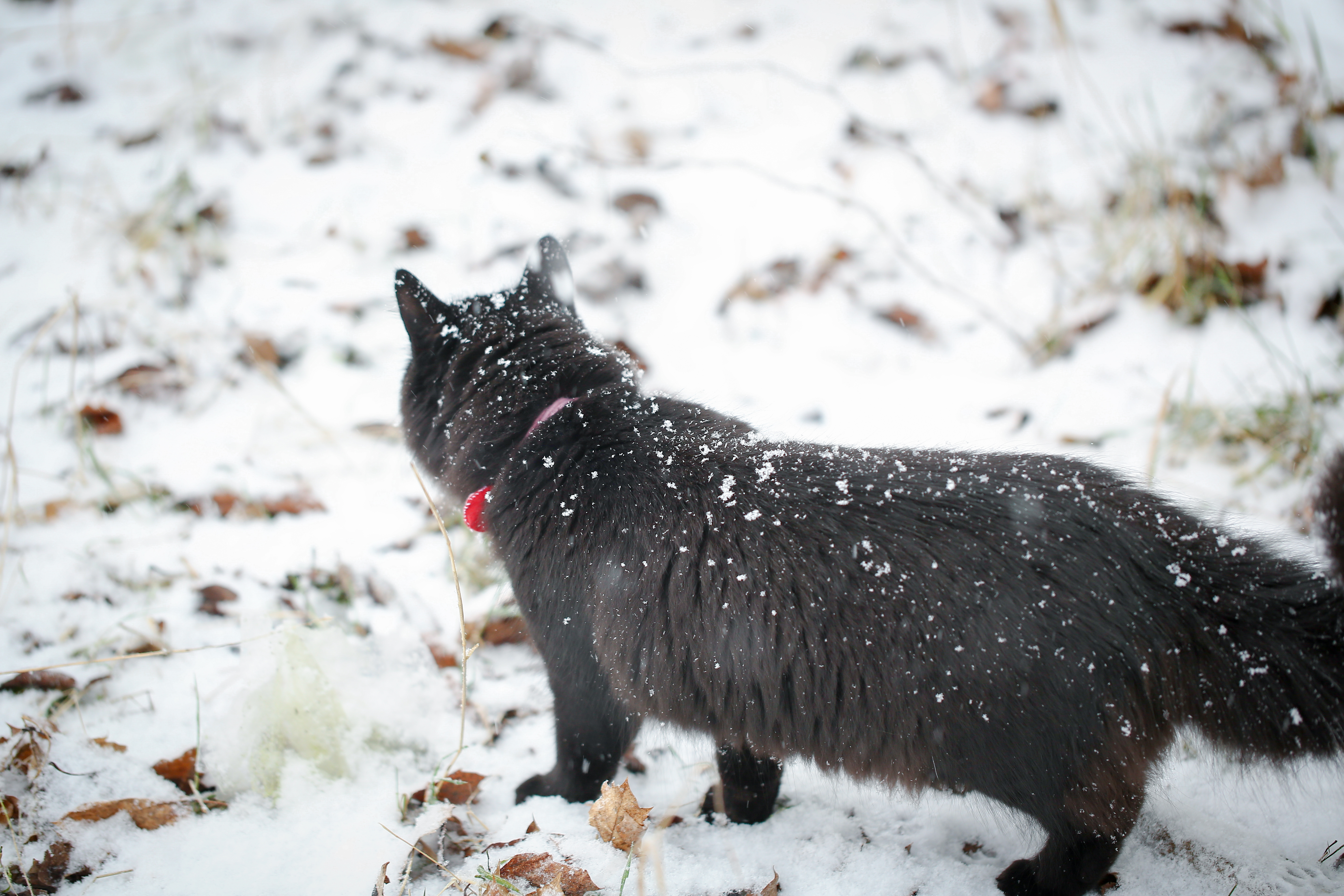 Indoor Cat Placed in Snow, What Happens Seconds Later Goes Viral