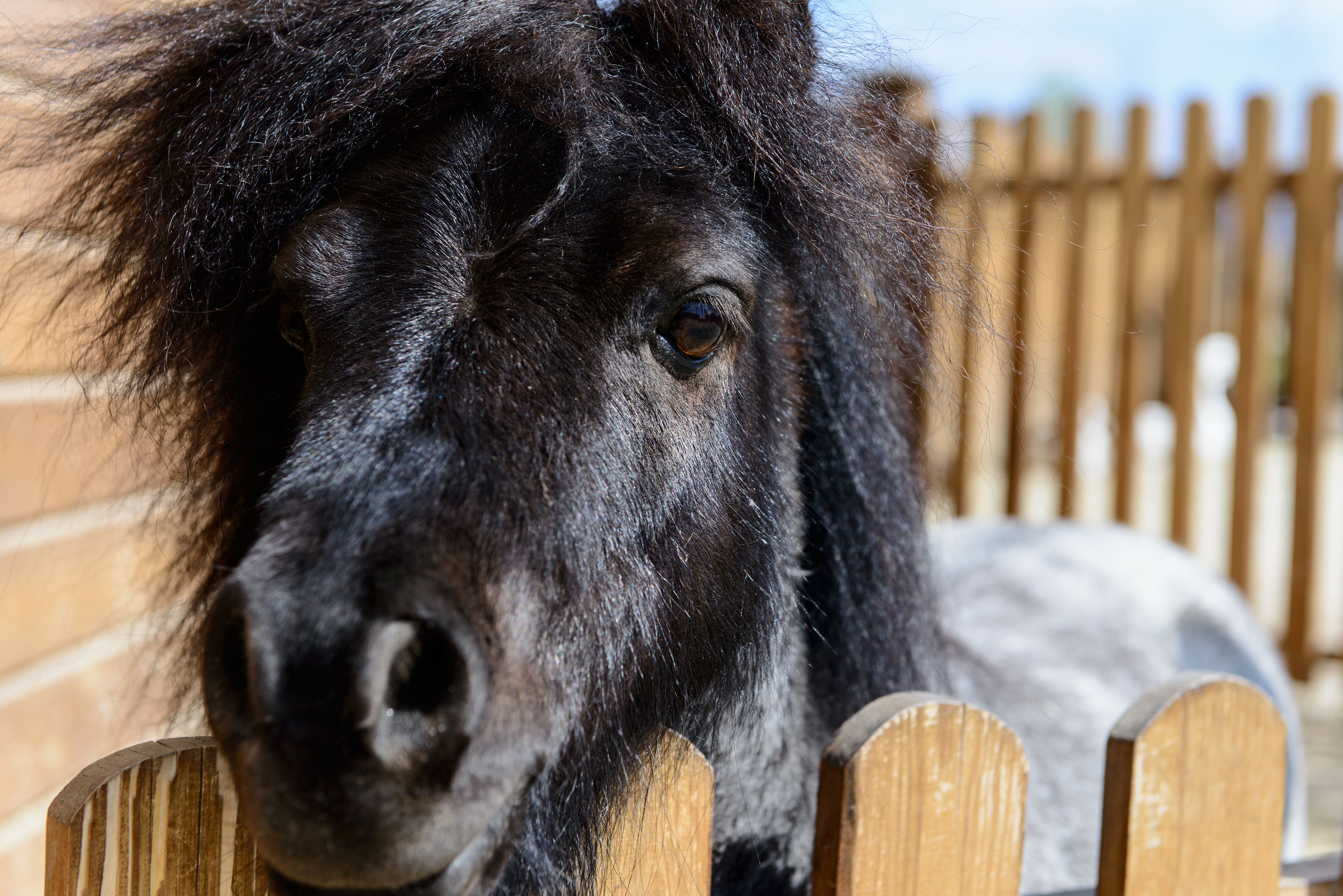 Shetland Pony Notices Owner Entering Field, Tears at What Happens Next