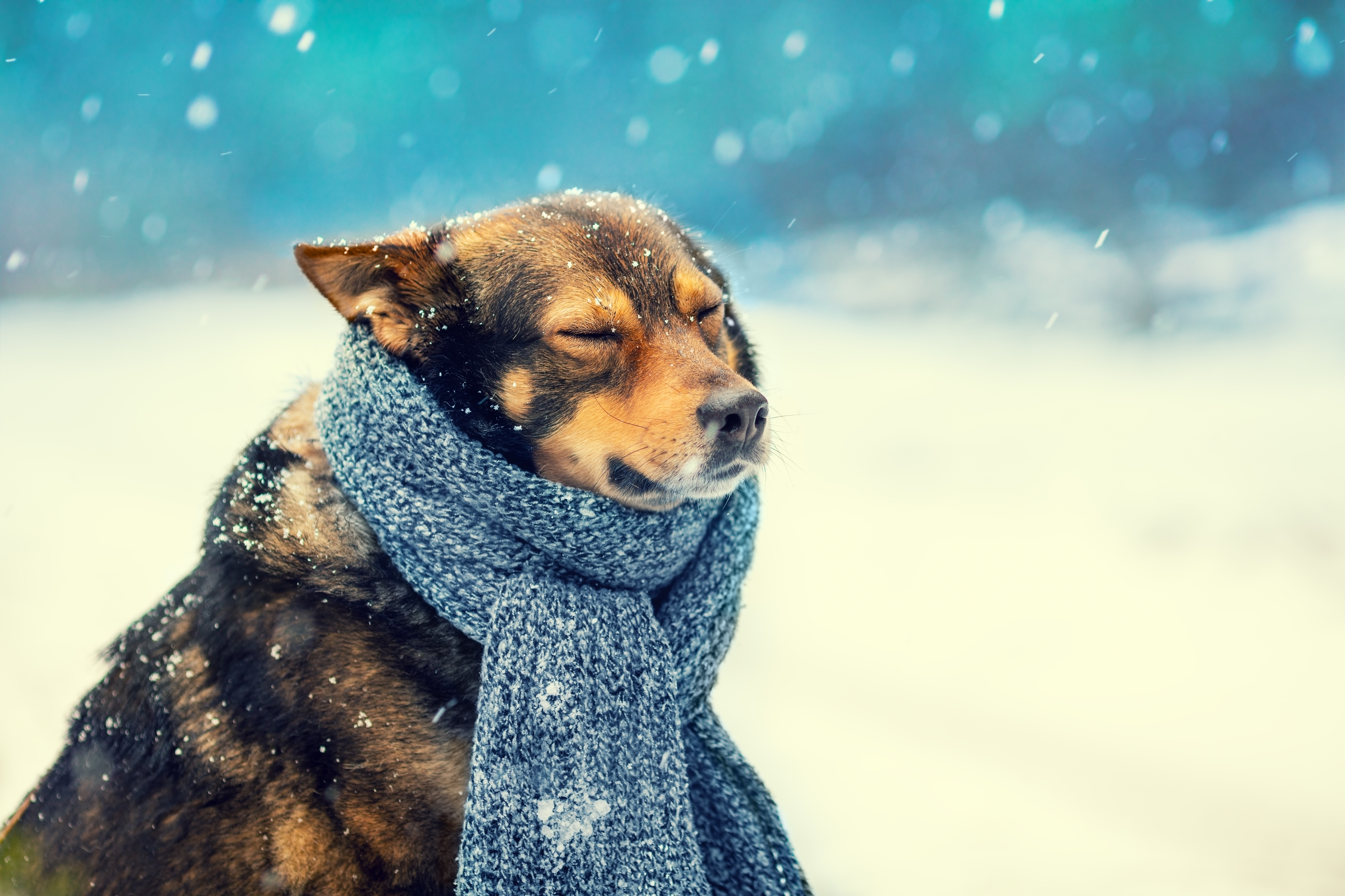 Cold Weather Could Be More Dangerous for Dogs Than You Think—What To Know